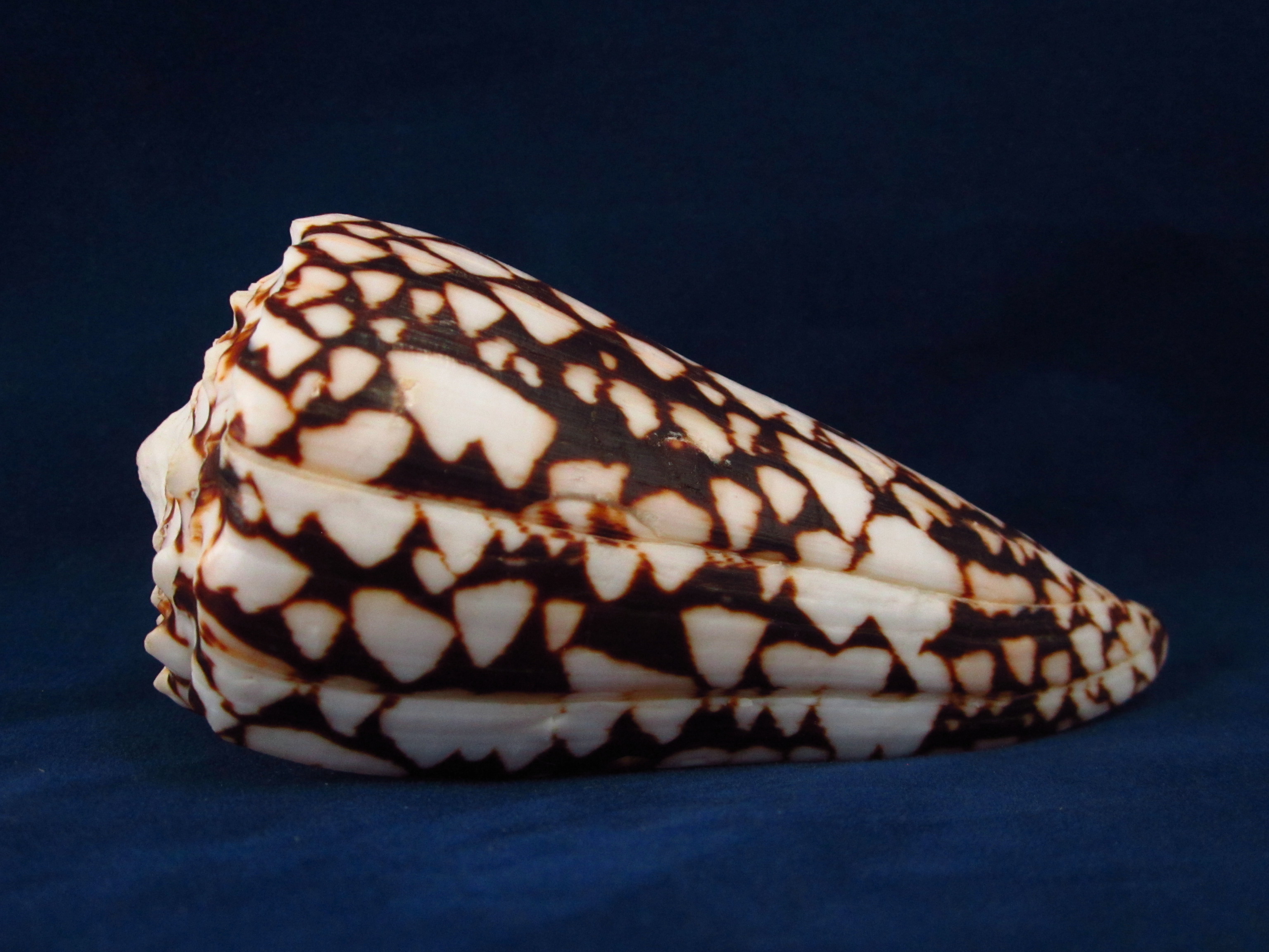 Артикул: CoBand-04