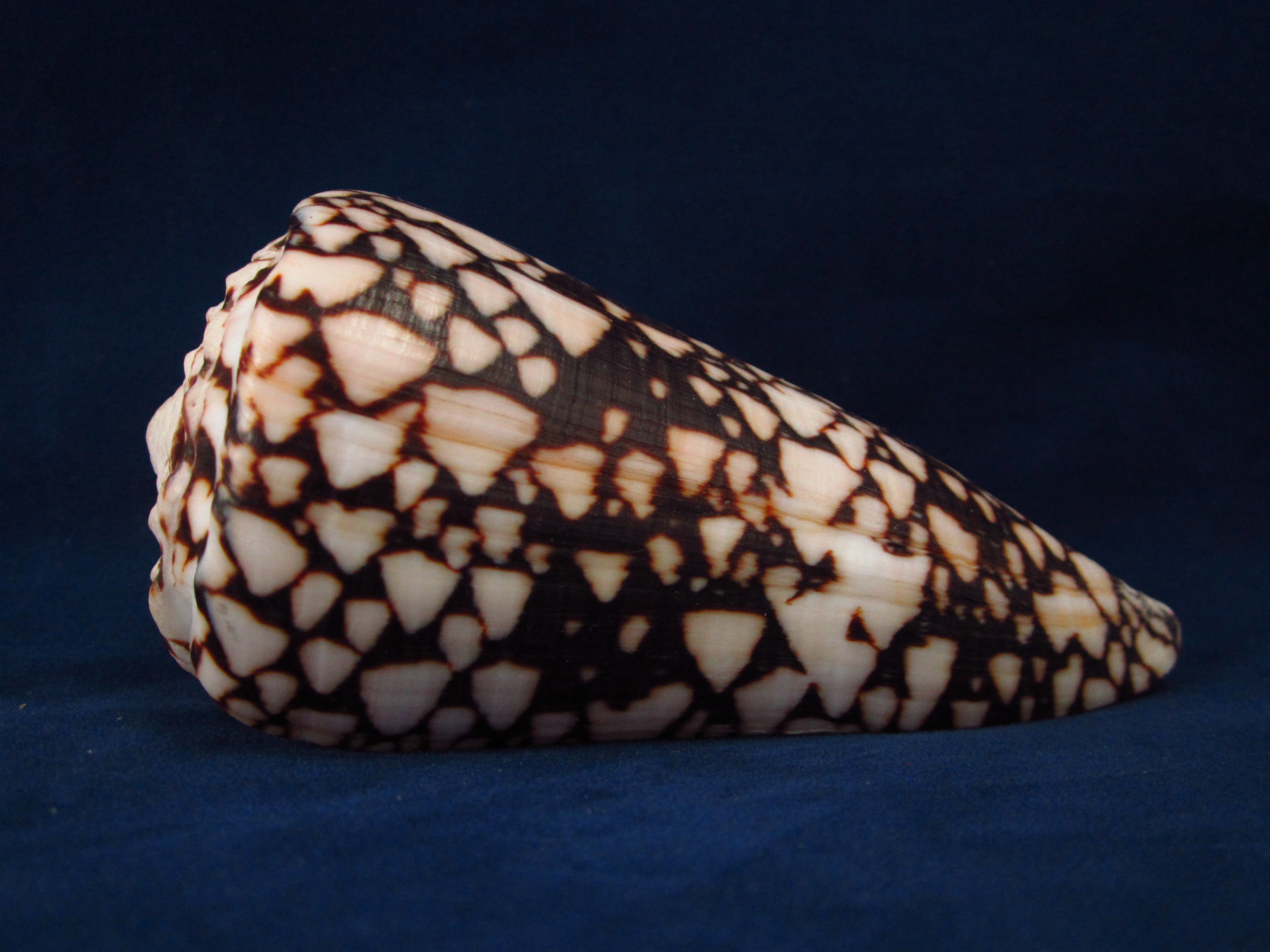 Артикул: CoBand-08