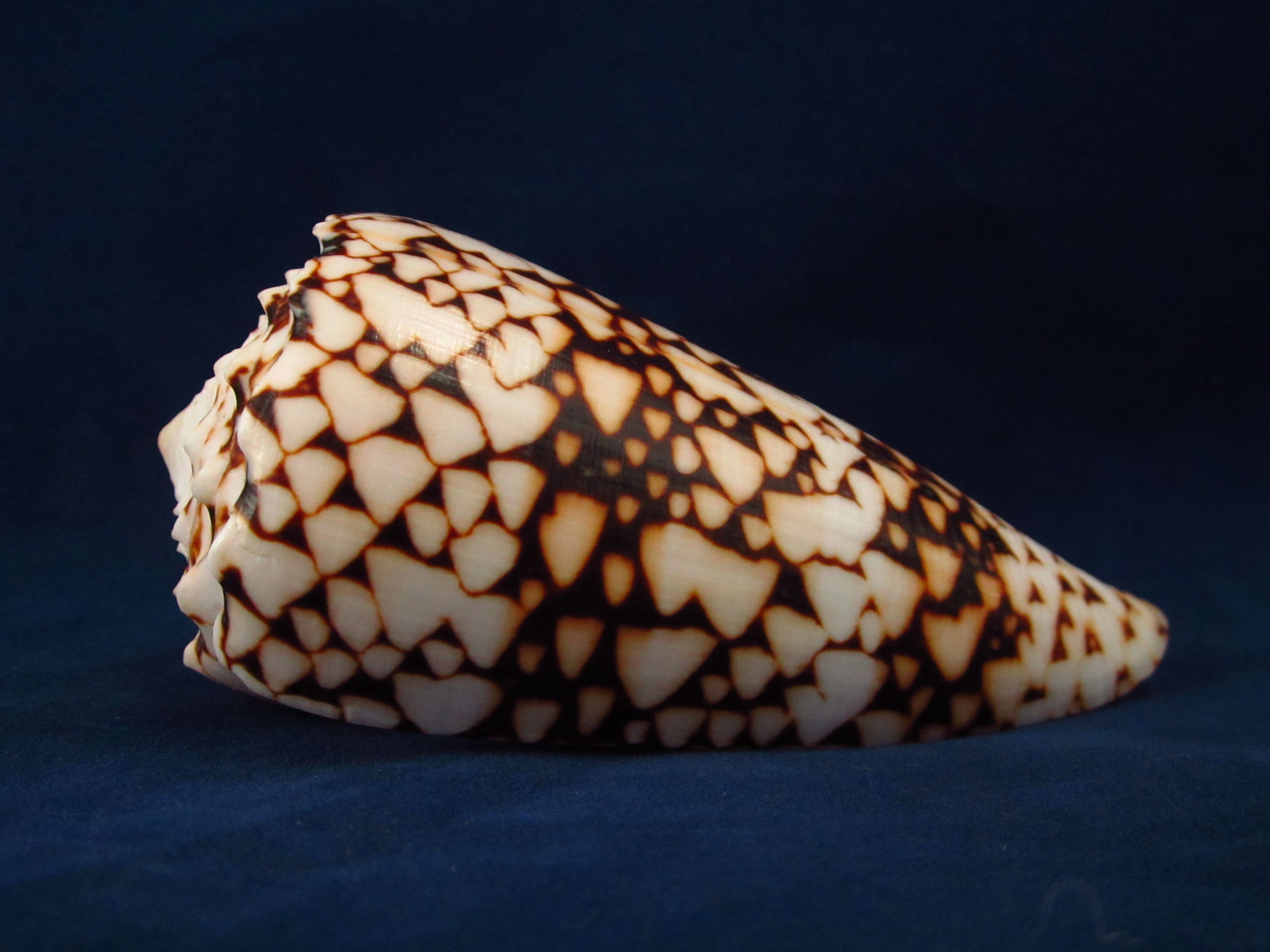 Артикул: CoBand-12