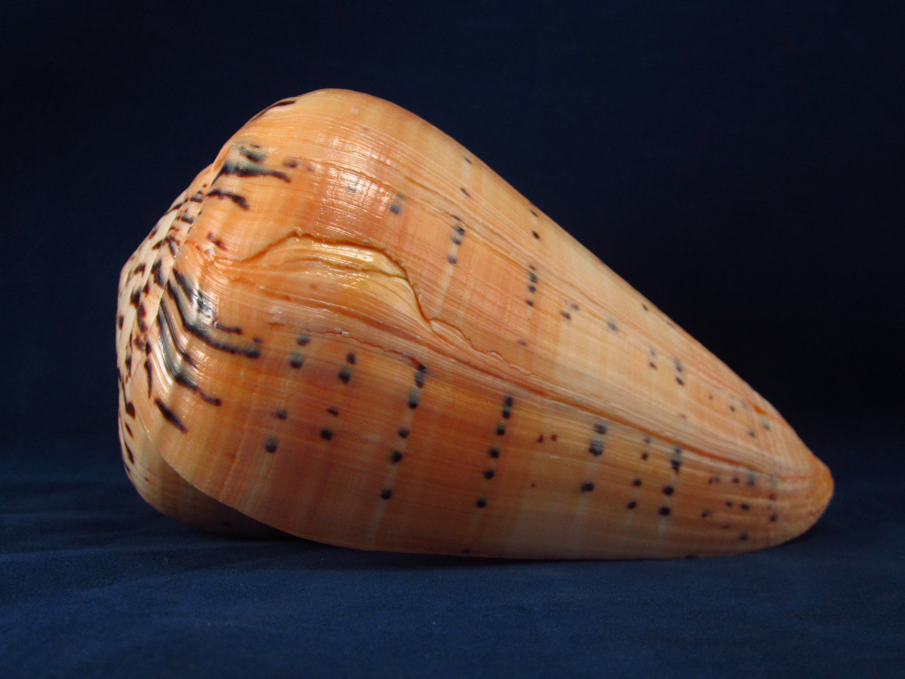 Артикул: CoBetu-03