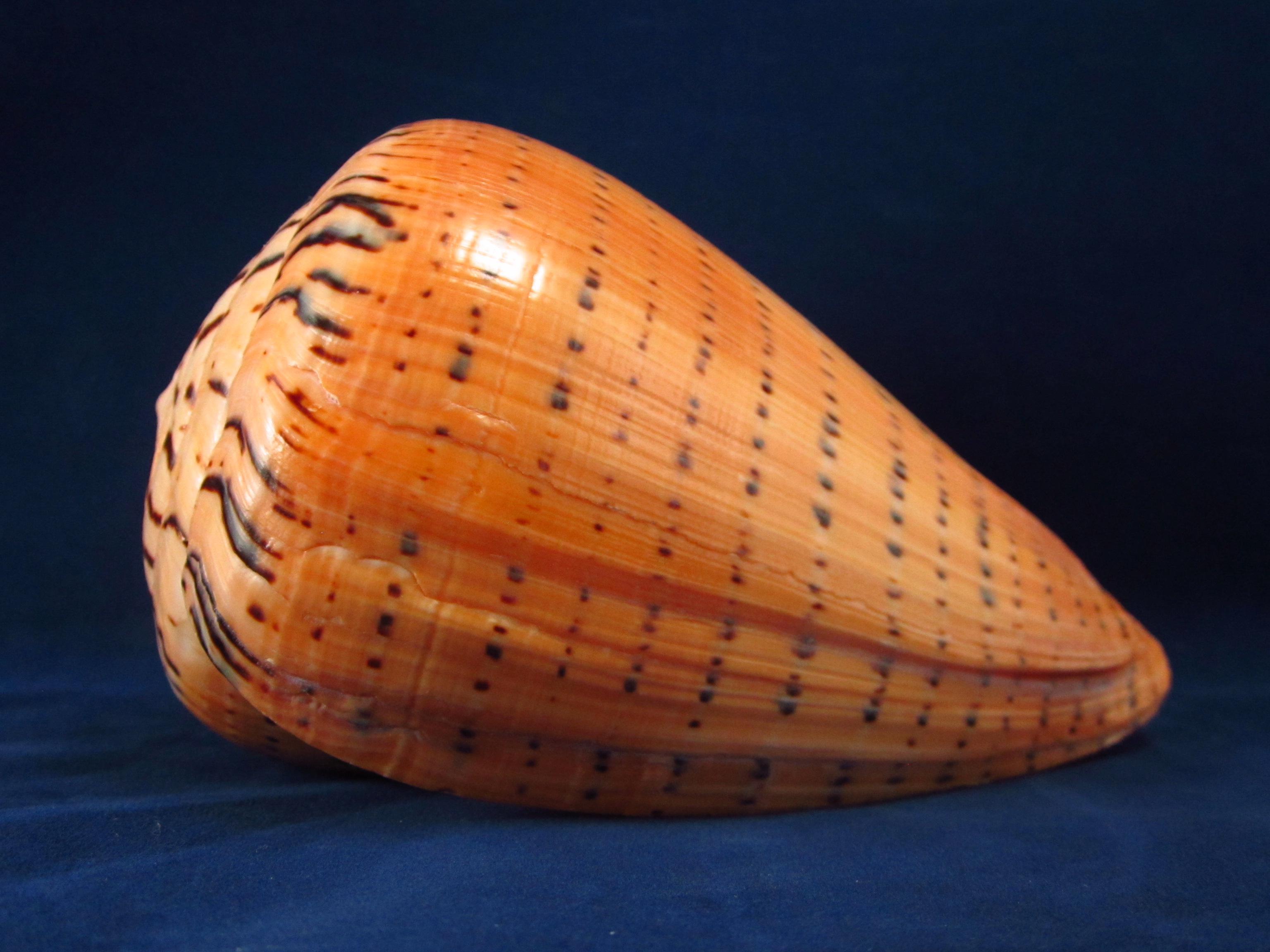 Артикул: CoBetu-06