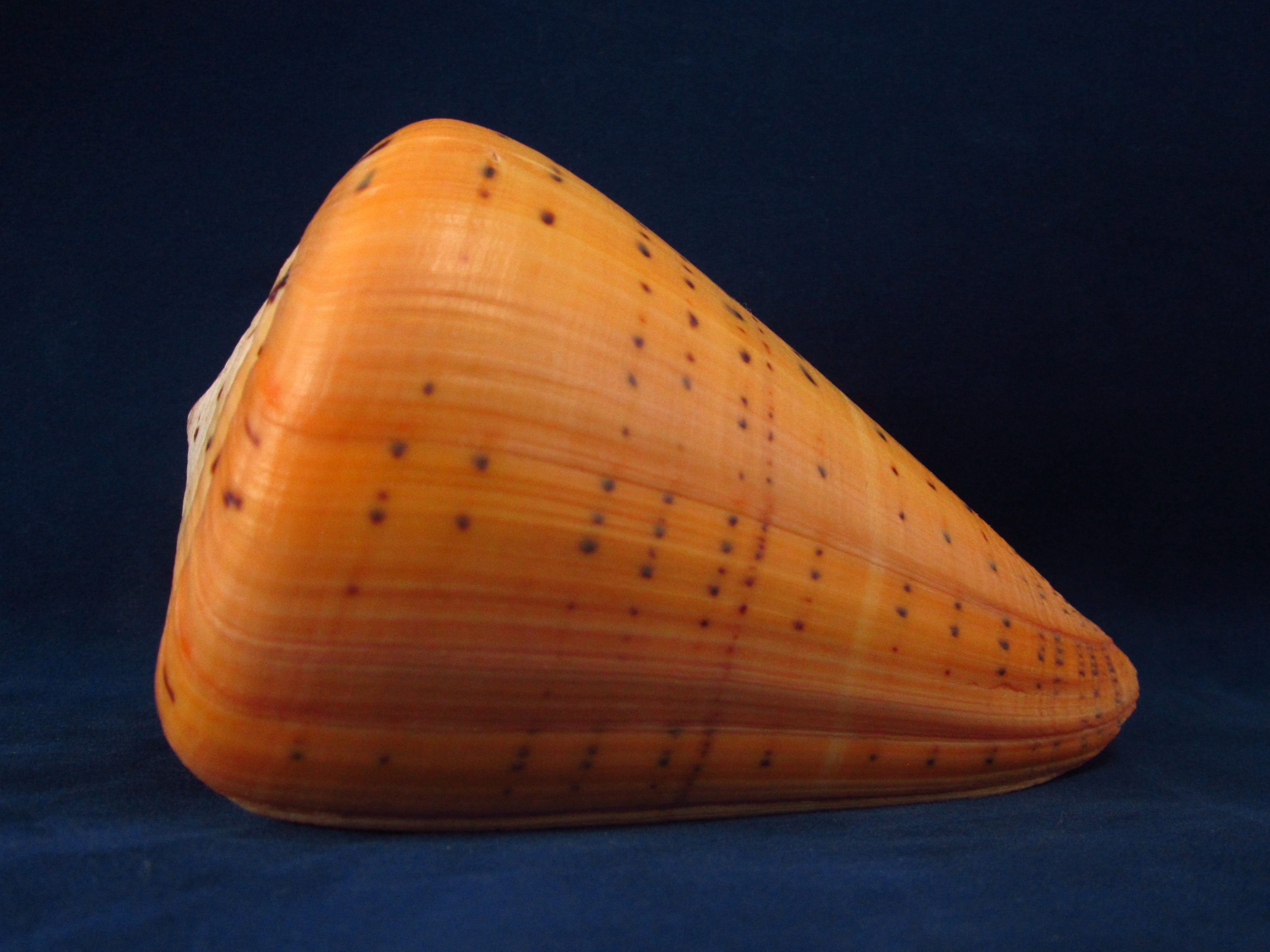 Артикул: CoBetu-09