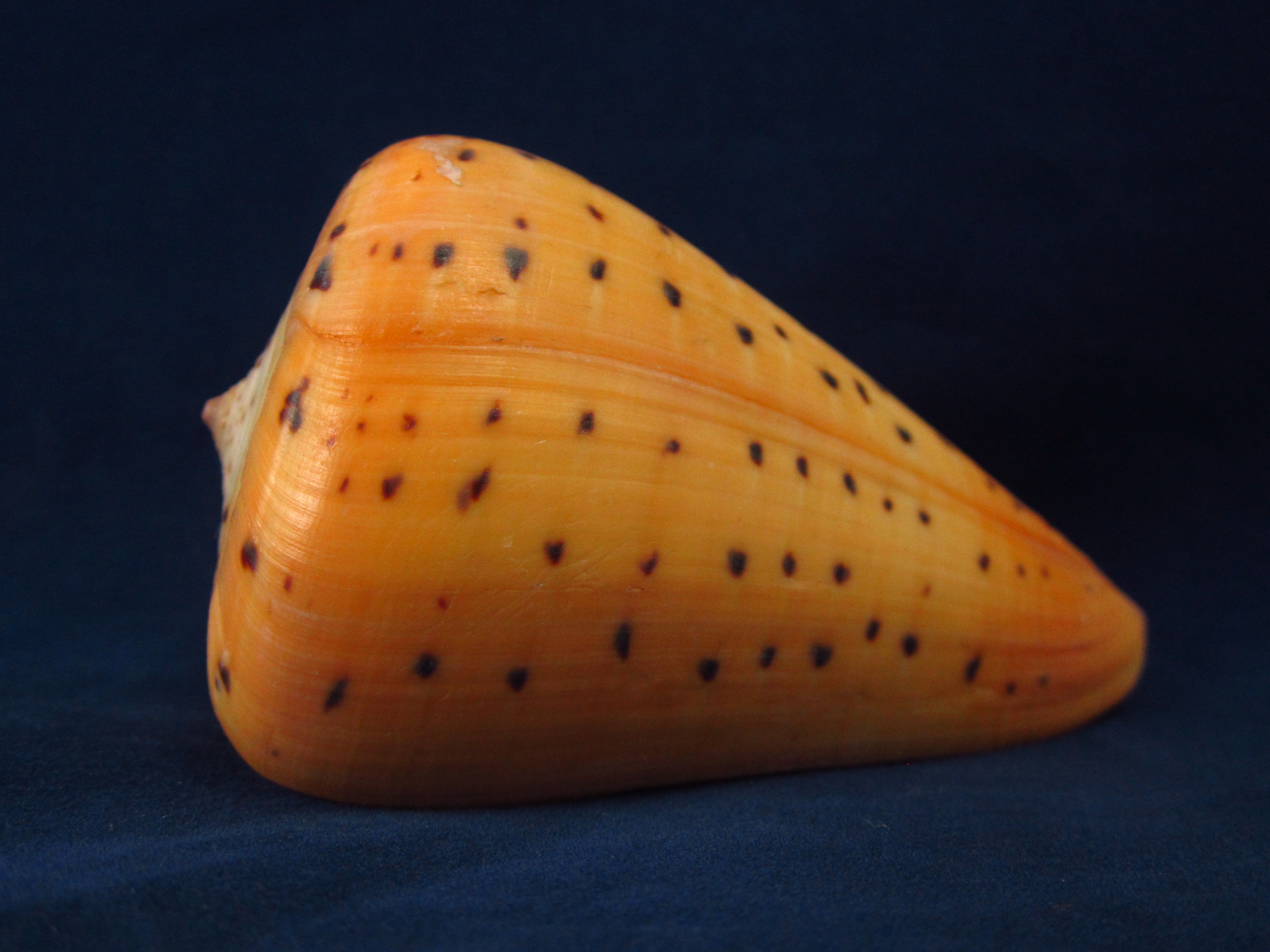 Артикул: CoBetu-15