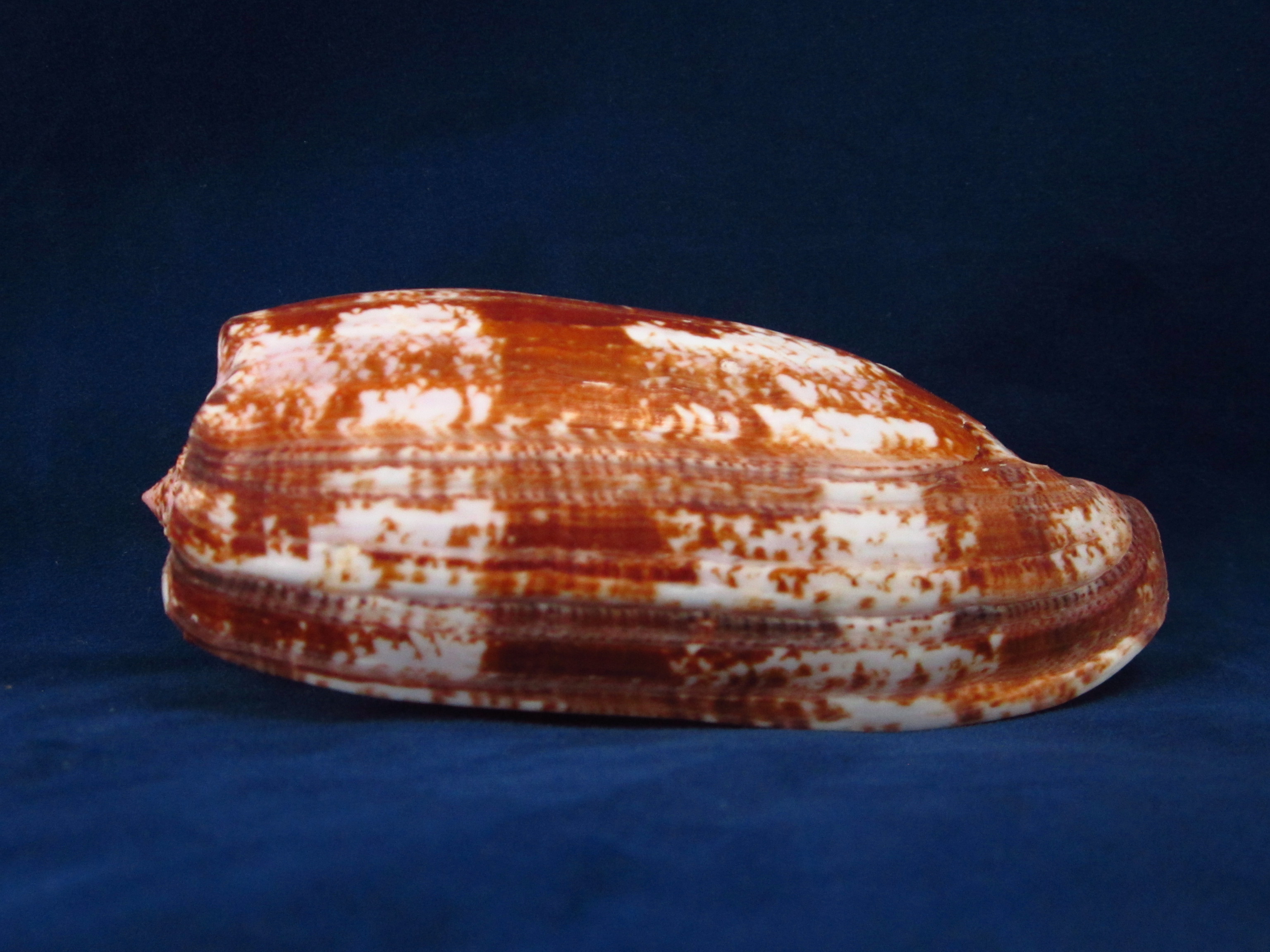 Артикул: CoGeog-09