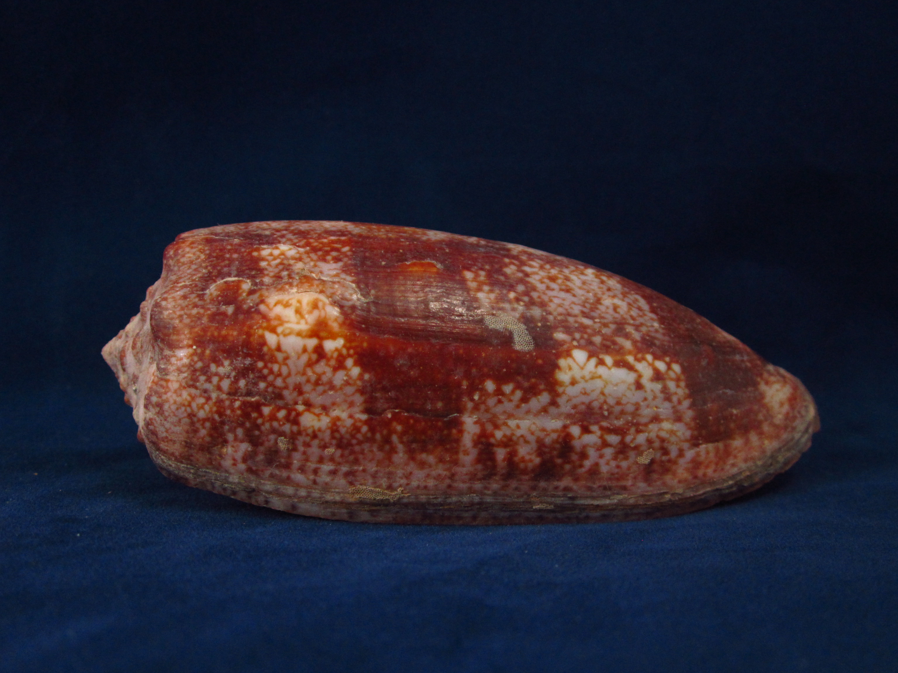 Артикул: CoGeog-15