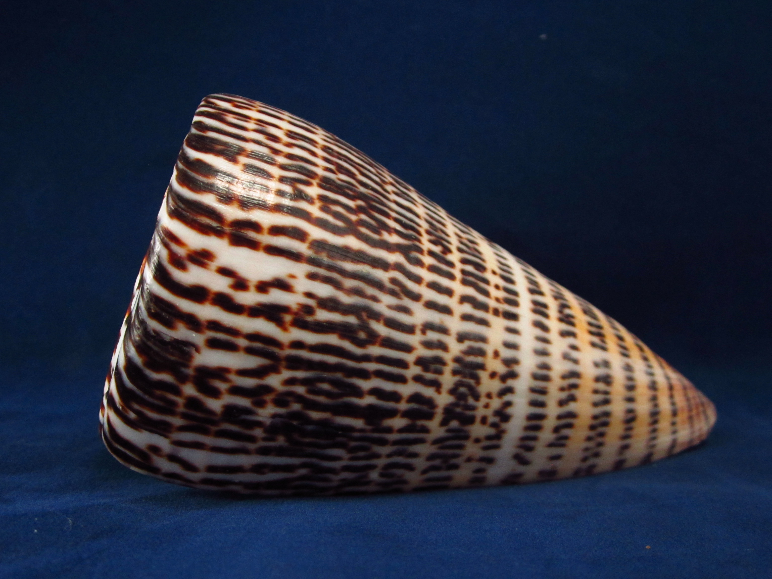 Артикул: CoLitte-05