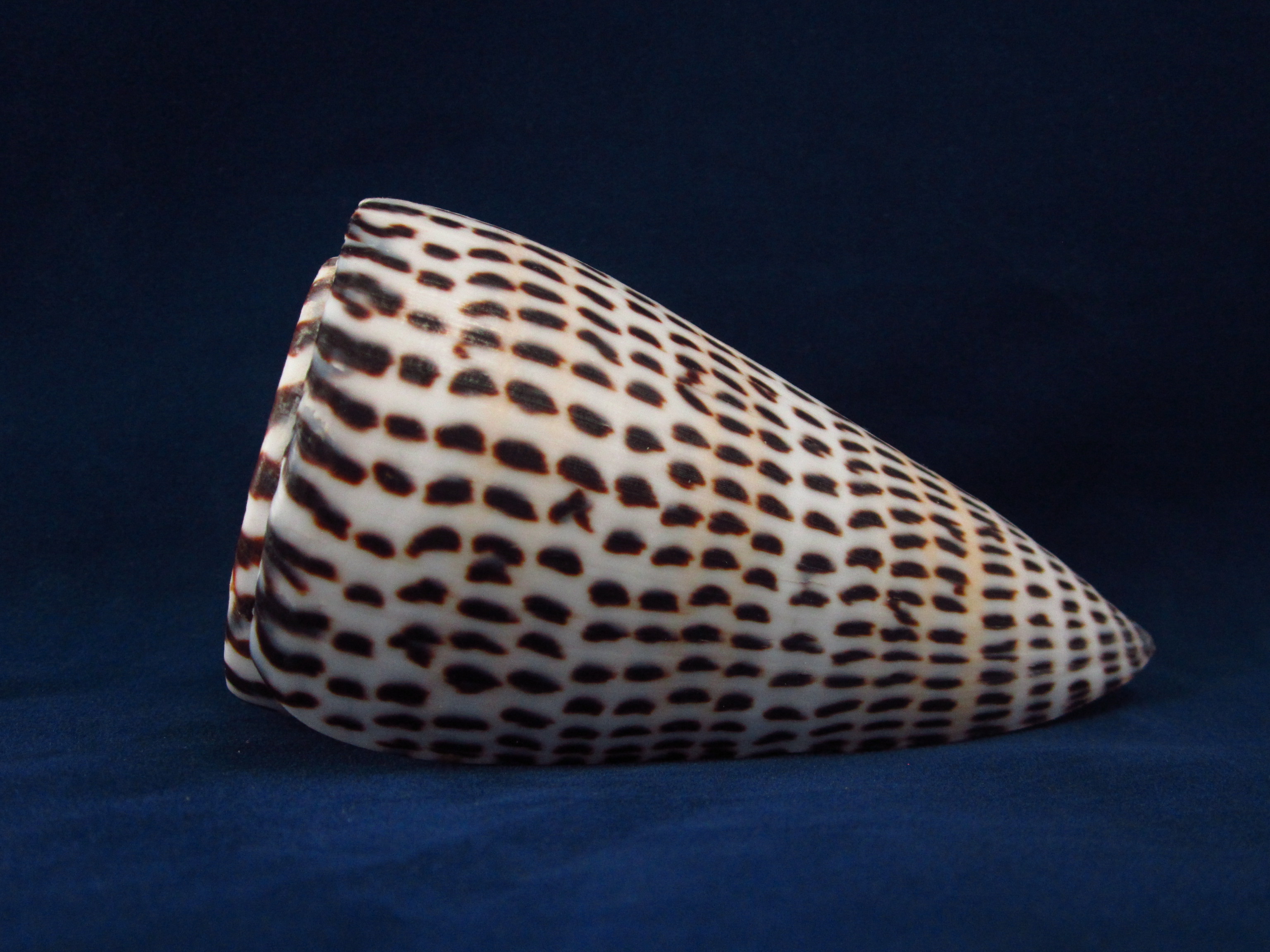 Артикул: CoLitte-15