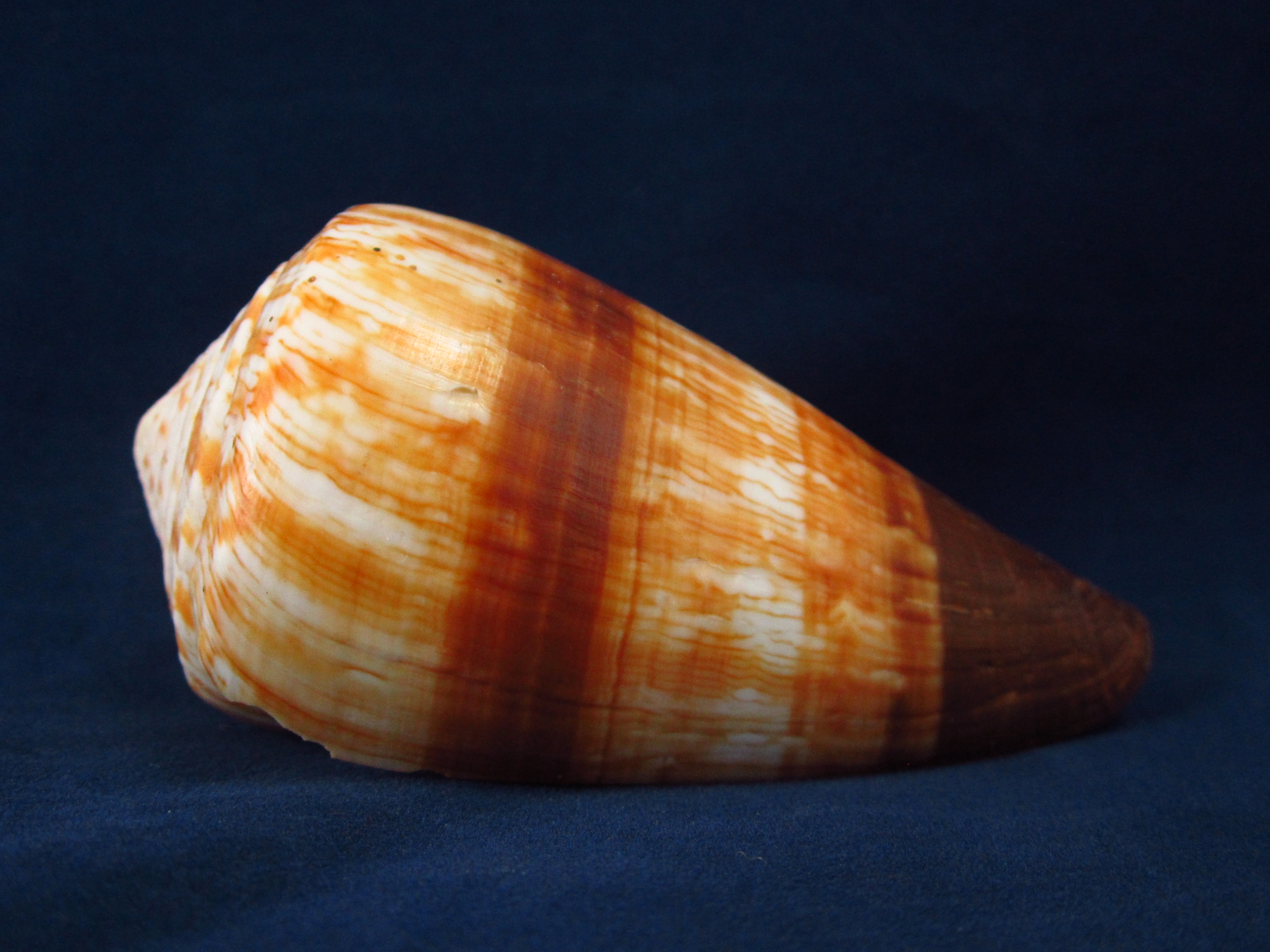 Артикул: CoMile-05