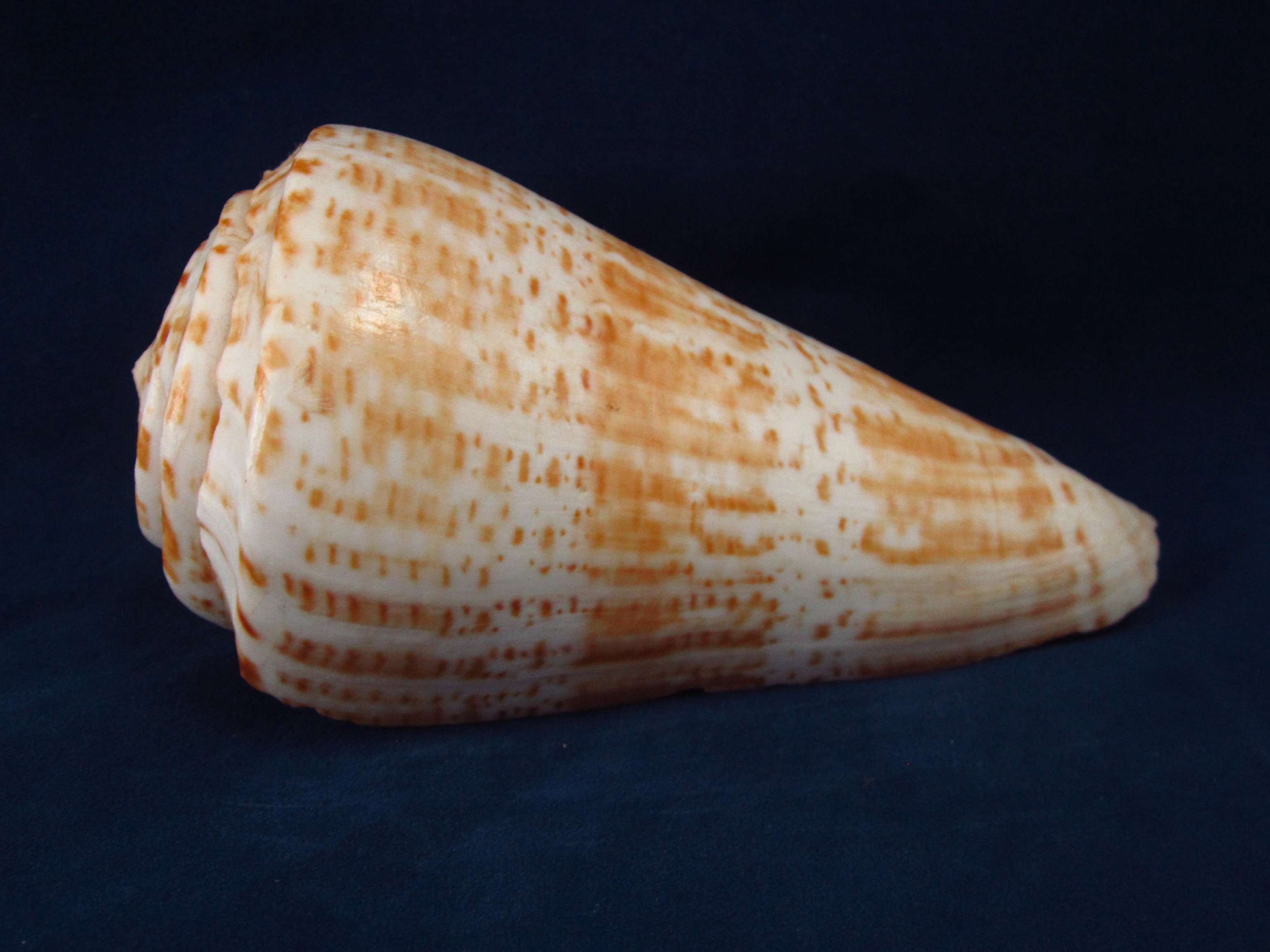 Артикул: CoPulc-06