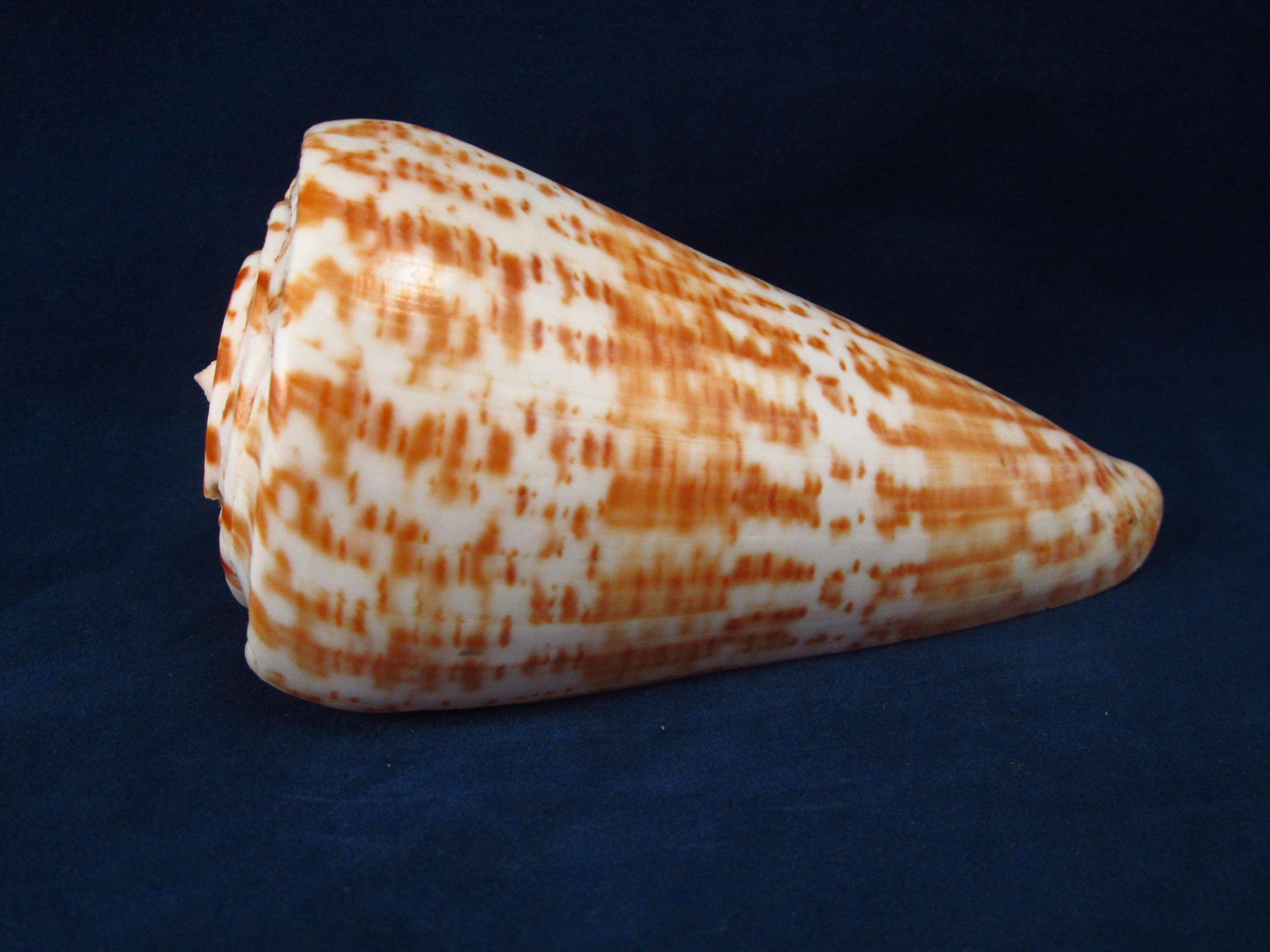 Артикул: CoPulc-10