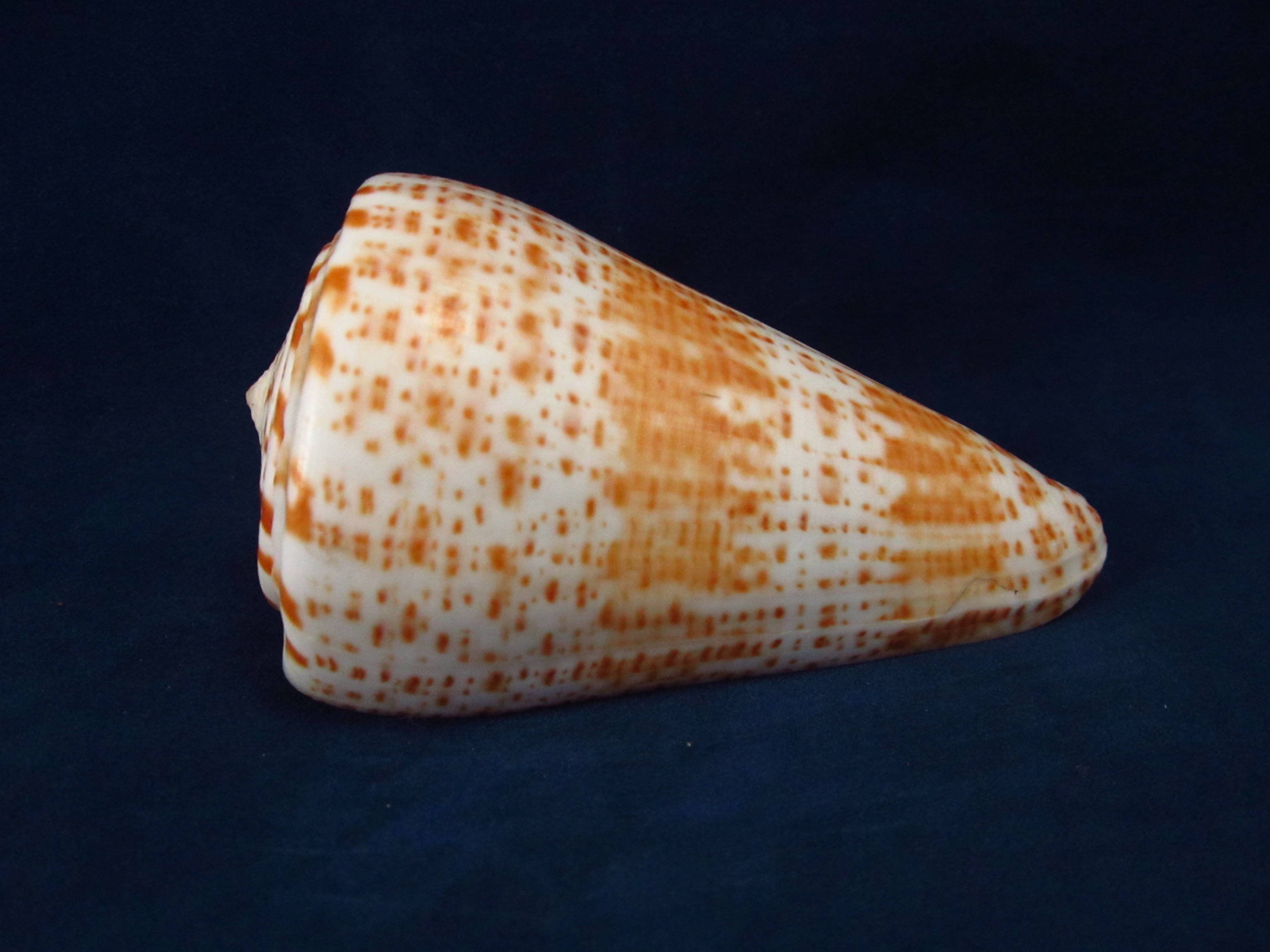 Артикул: CoPulc-15