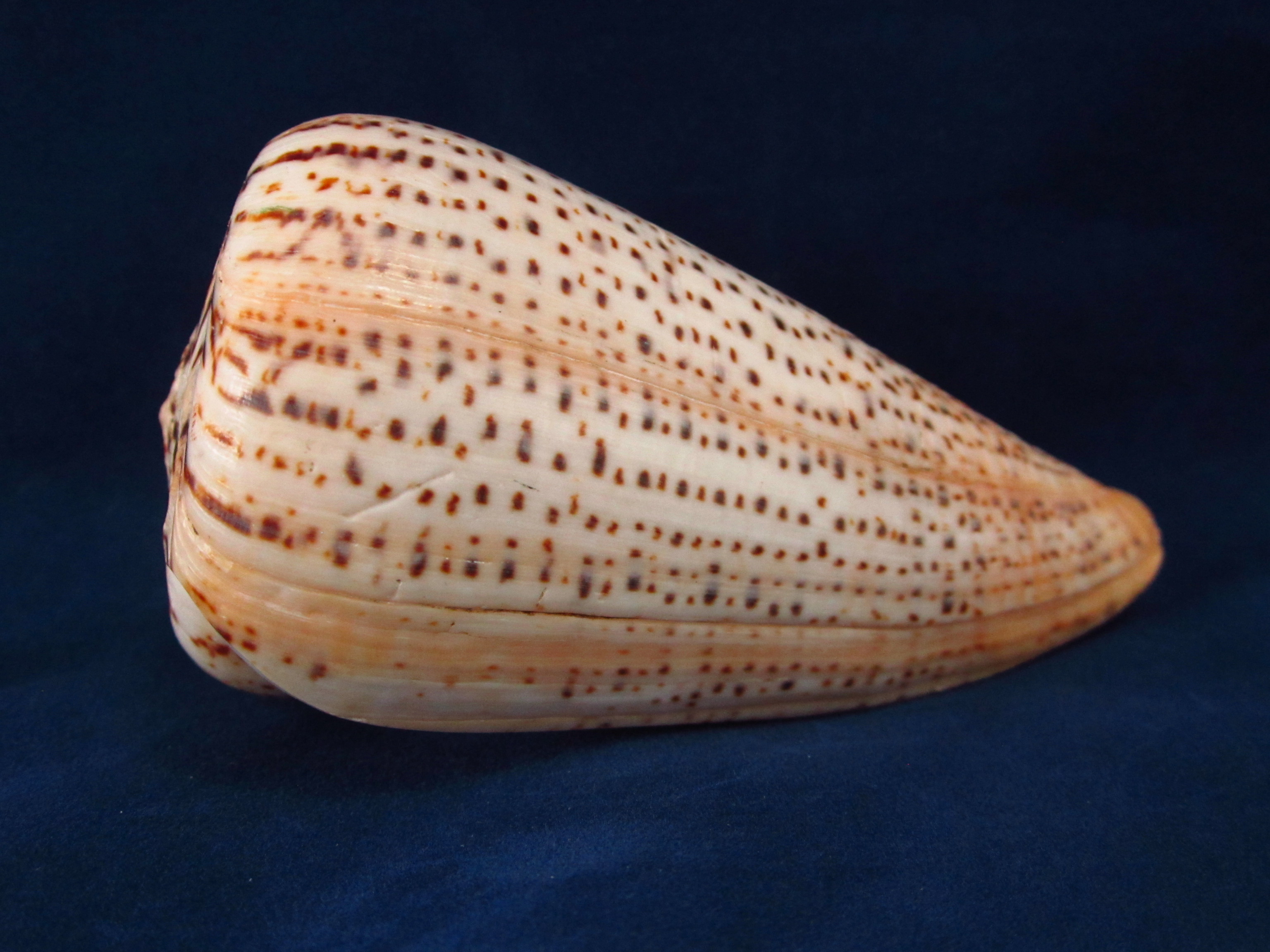 Артикул: CoSura-05