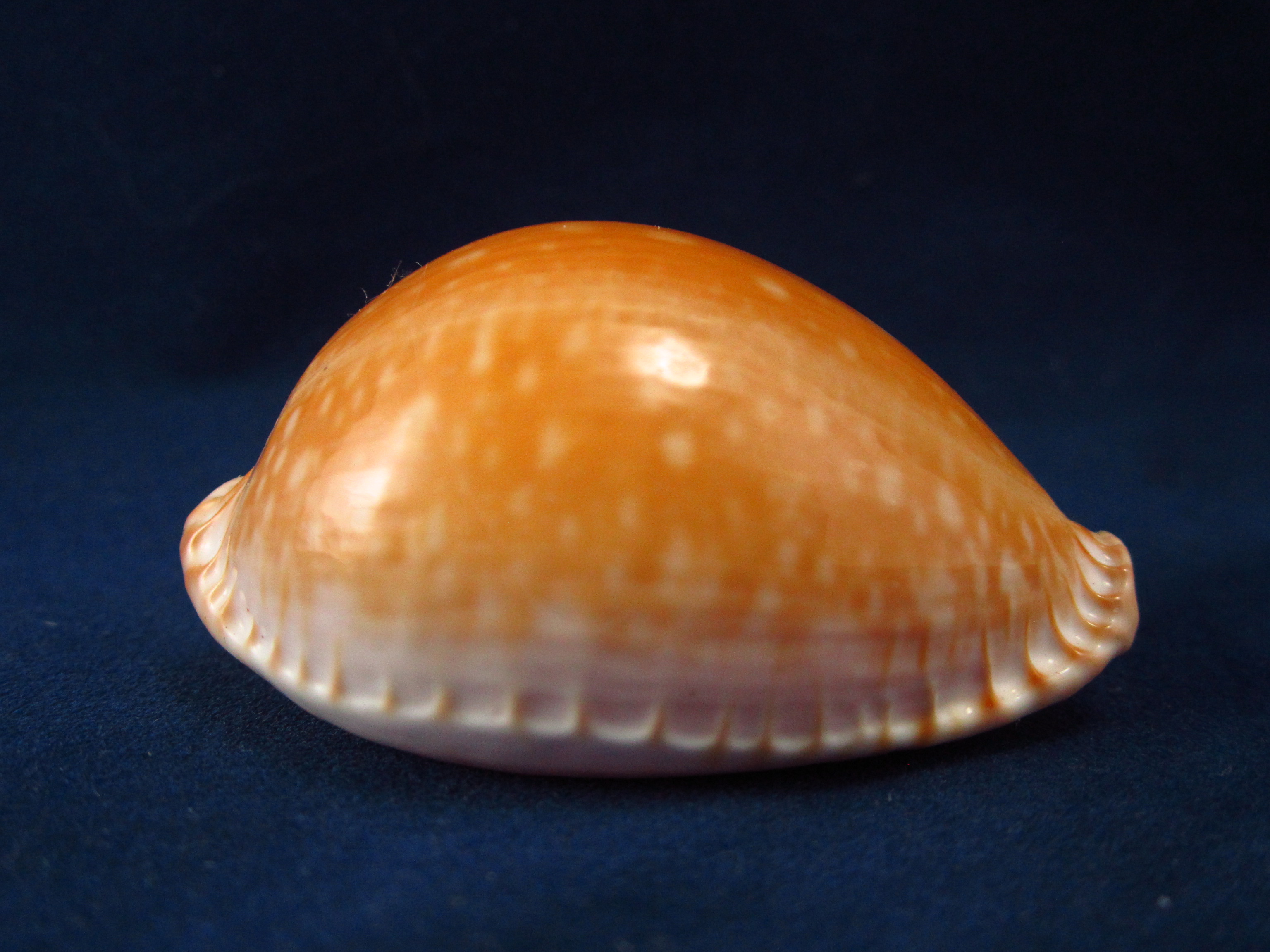 Артикул: CypEGA-08