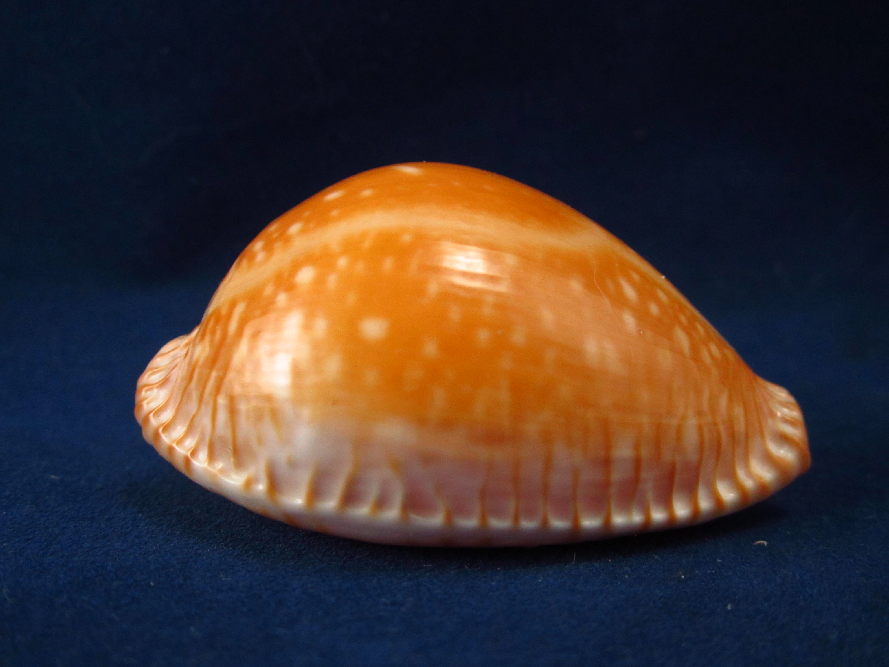 Артикул: CypEGA-12