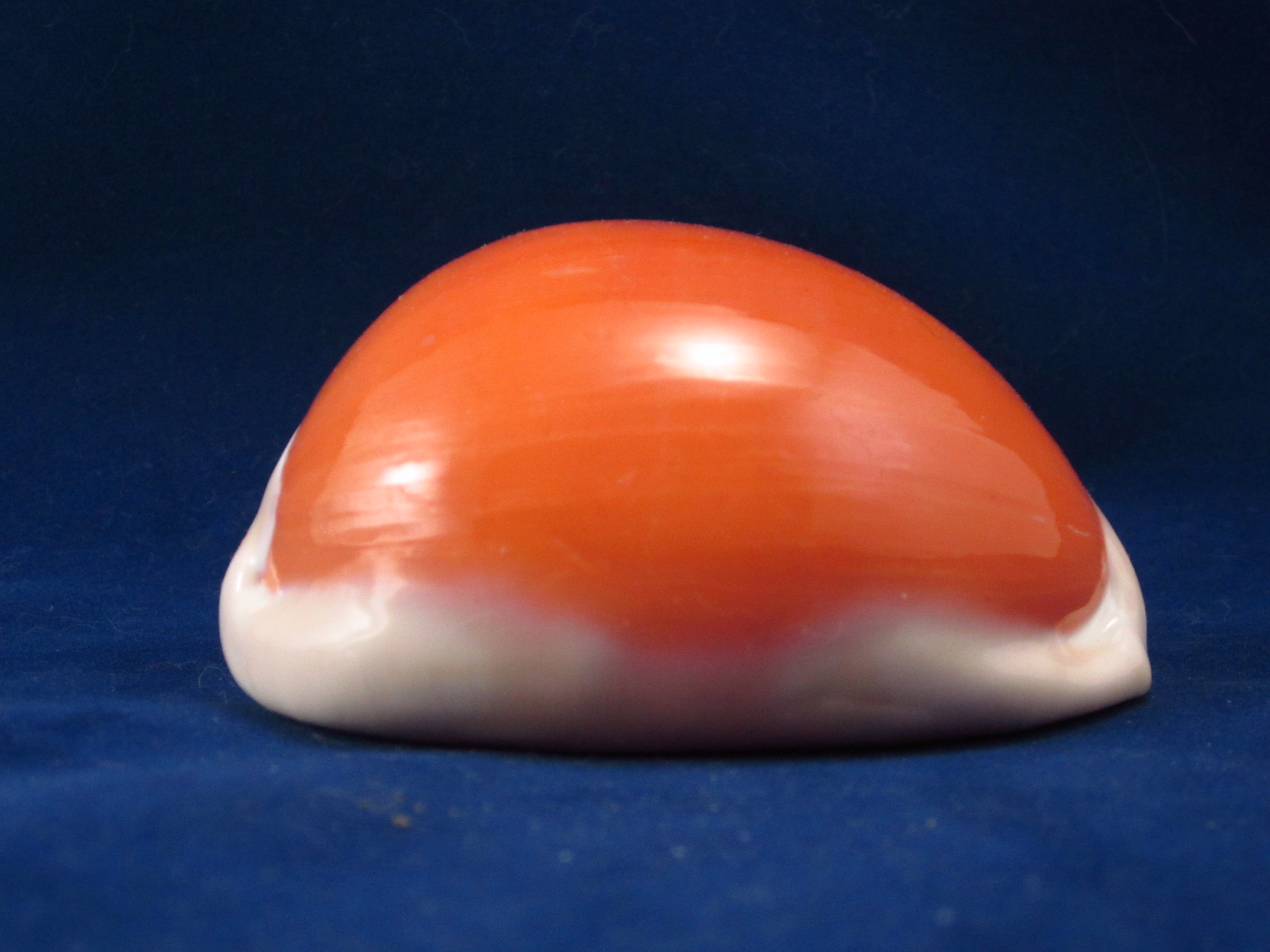 Артикул: CypLAu-31