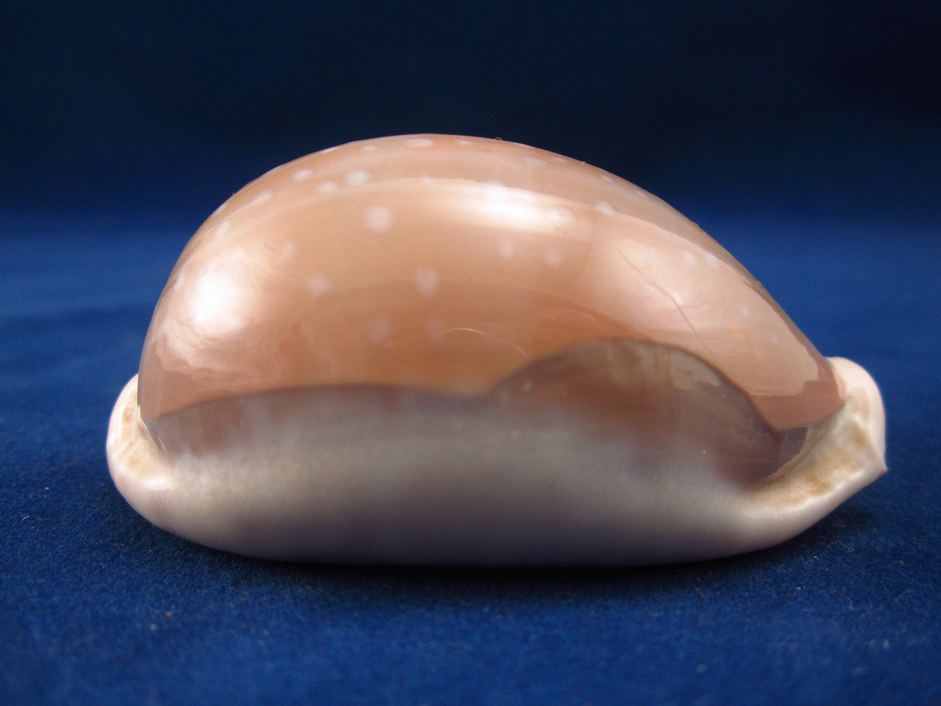 Артикул: CypLCa-06