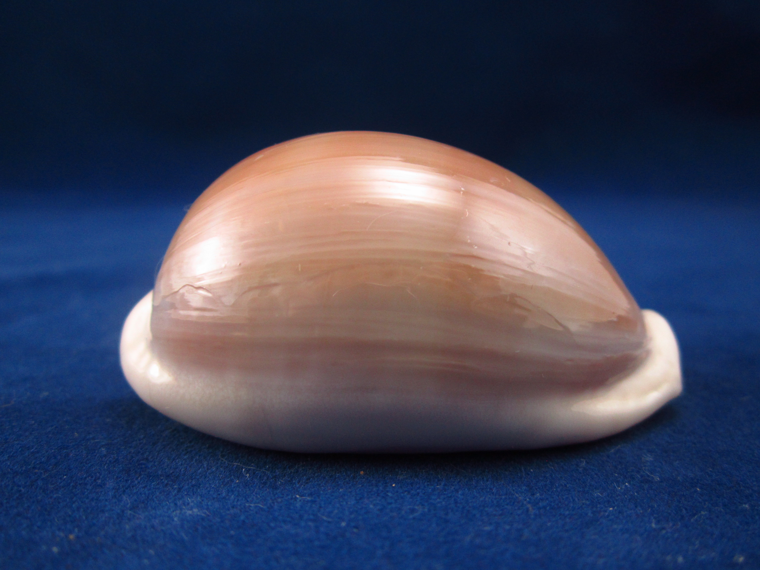 Артикул: CypLCa-09