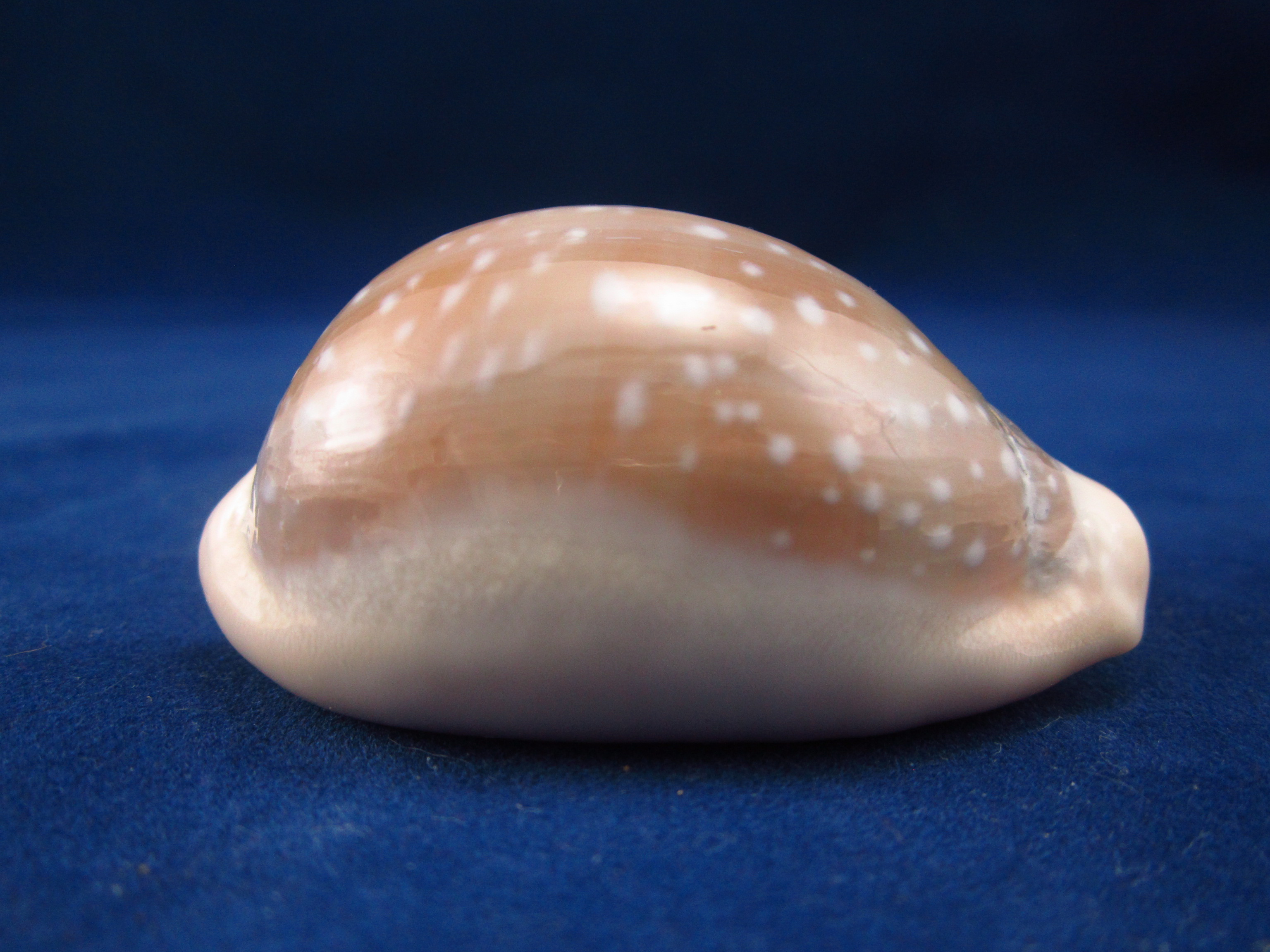 Артикул: CypLCa-12