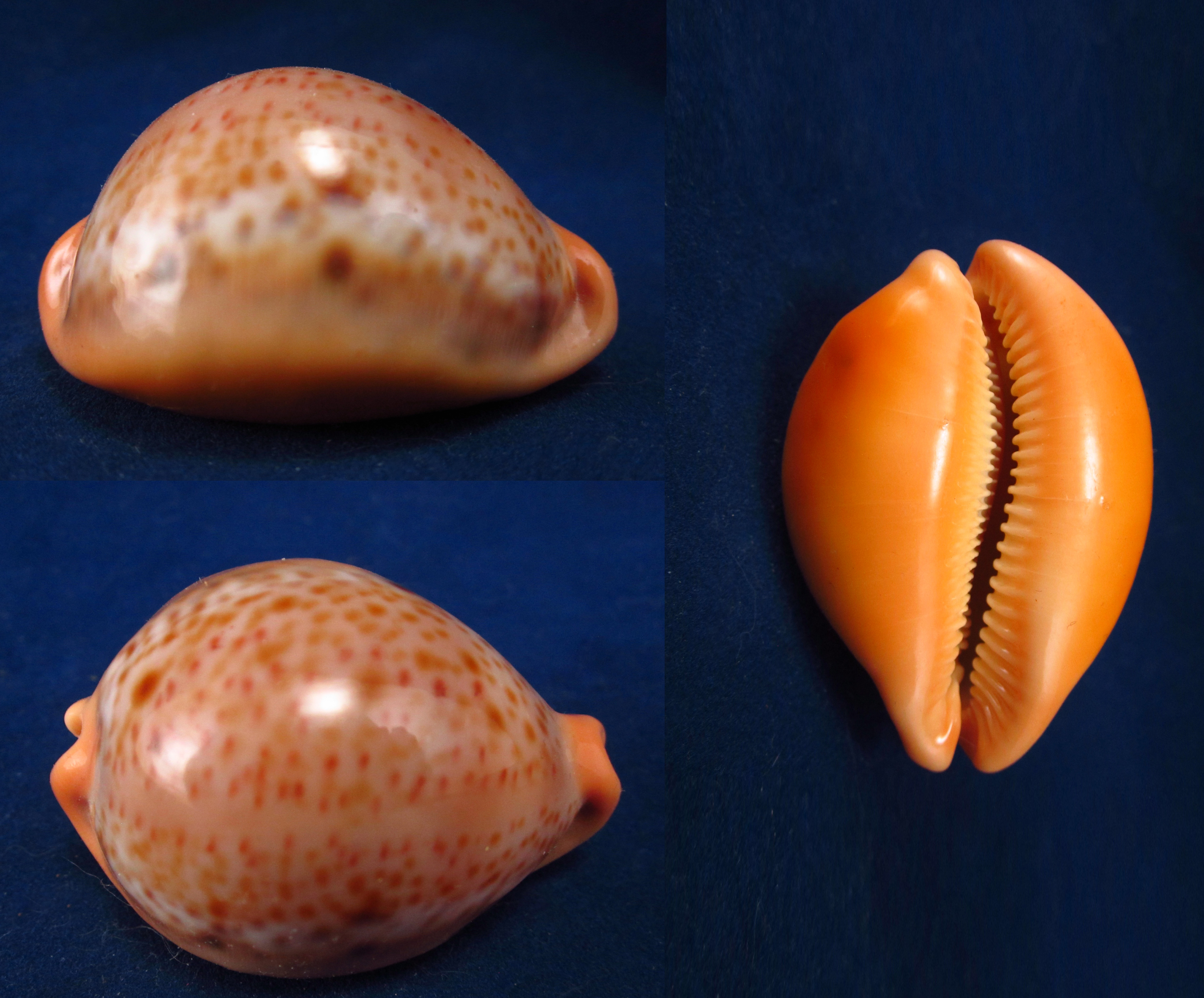 Артикул: CypLPo-01