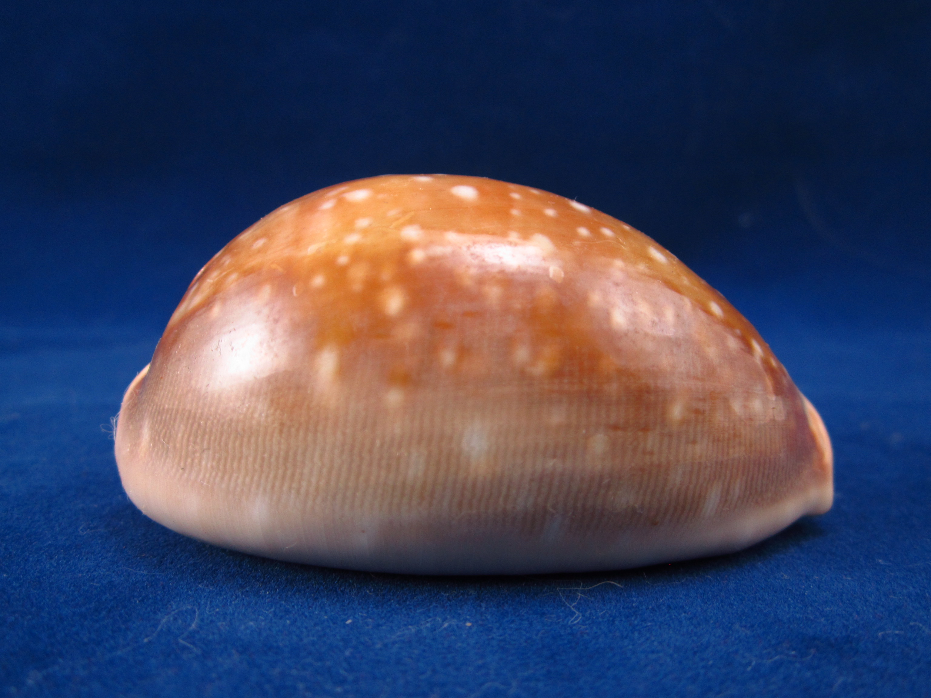 Артикул: CypLVi-06