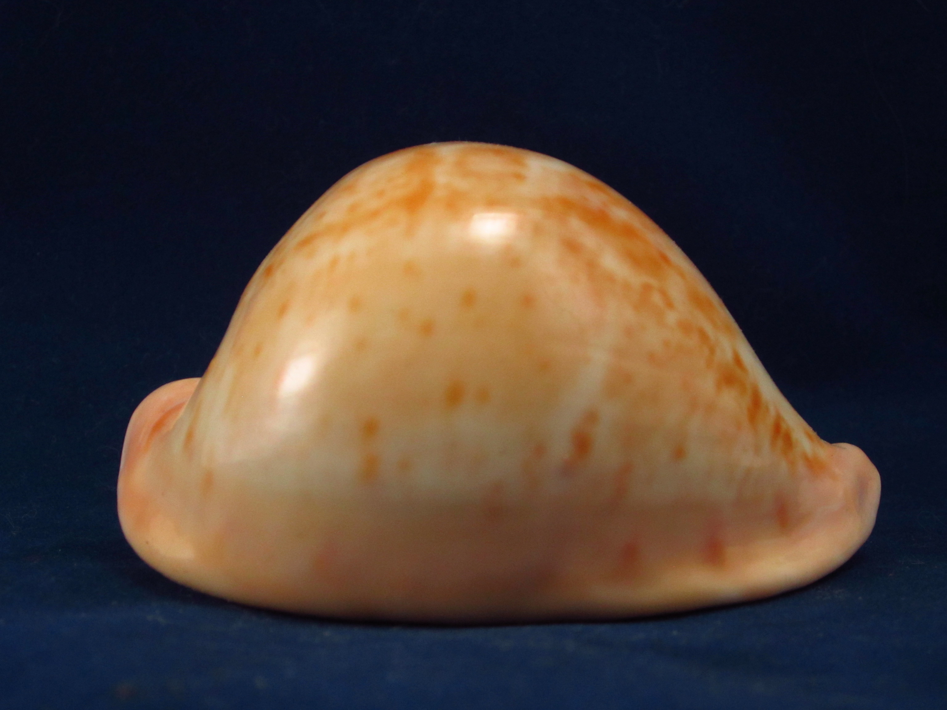 Артикул: CypUAr-01