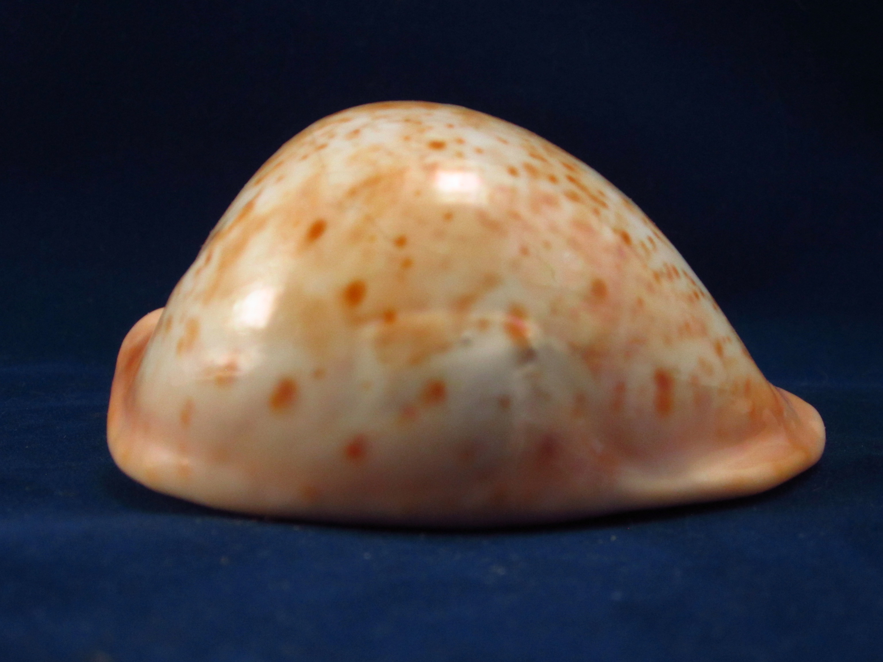 Артикул: CypUAr-03