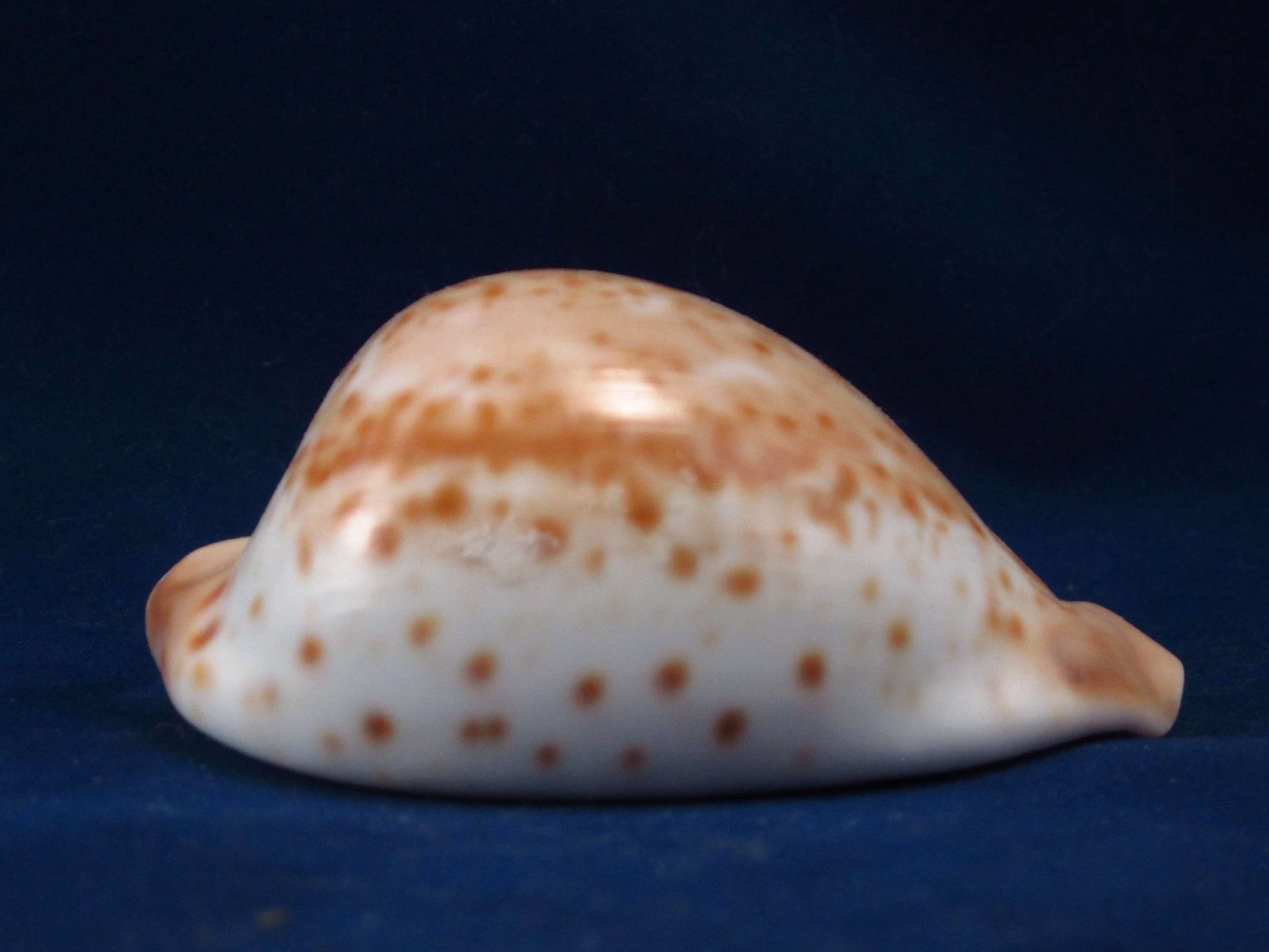 Артикул: CypUHB-03