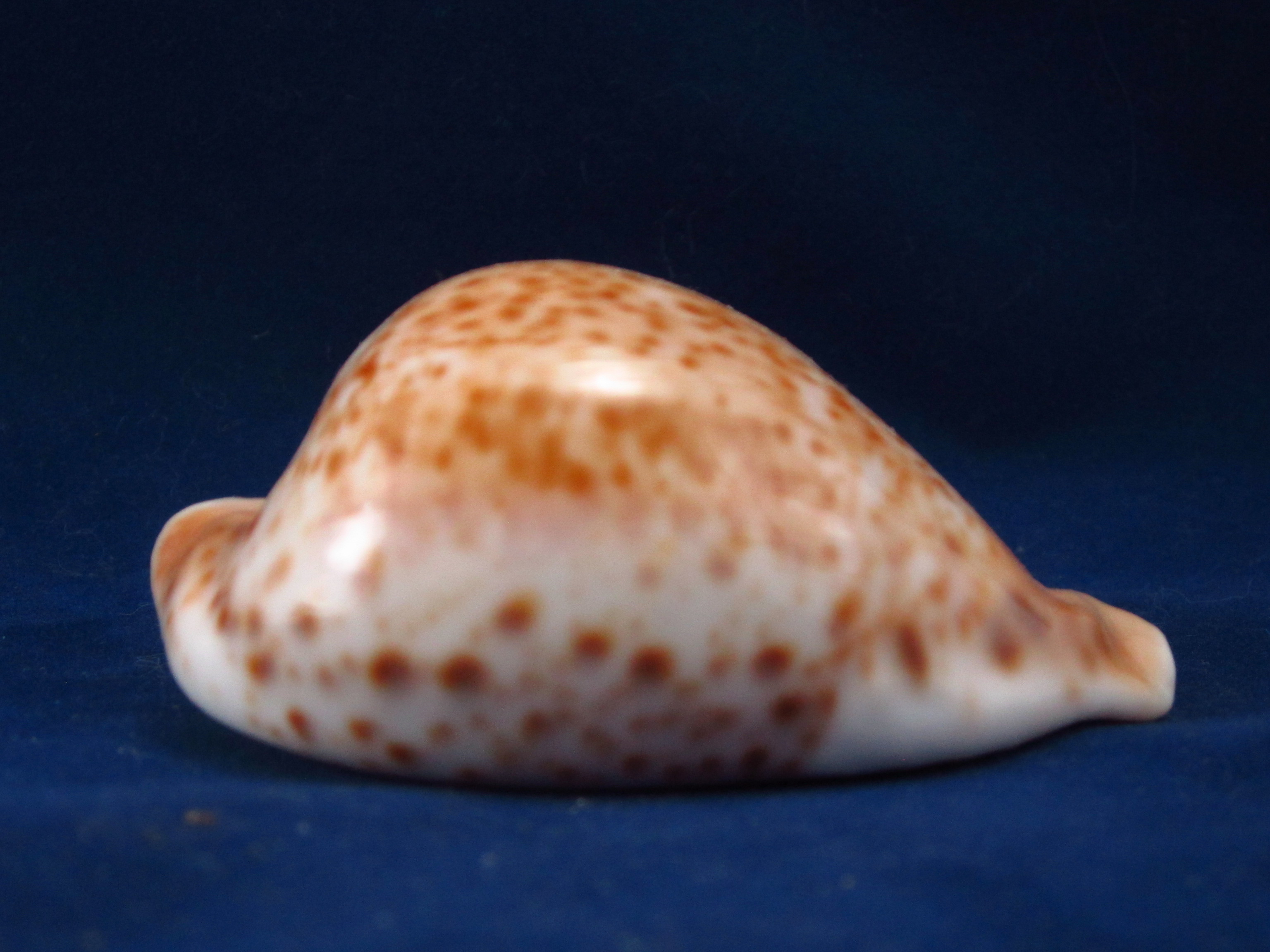 Артикул: CypUHB-08