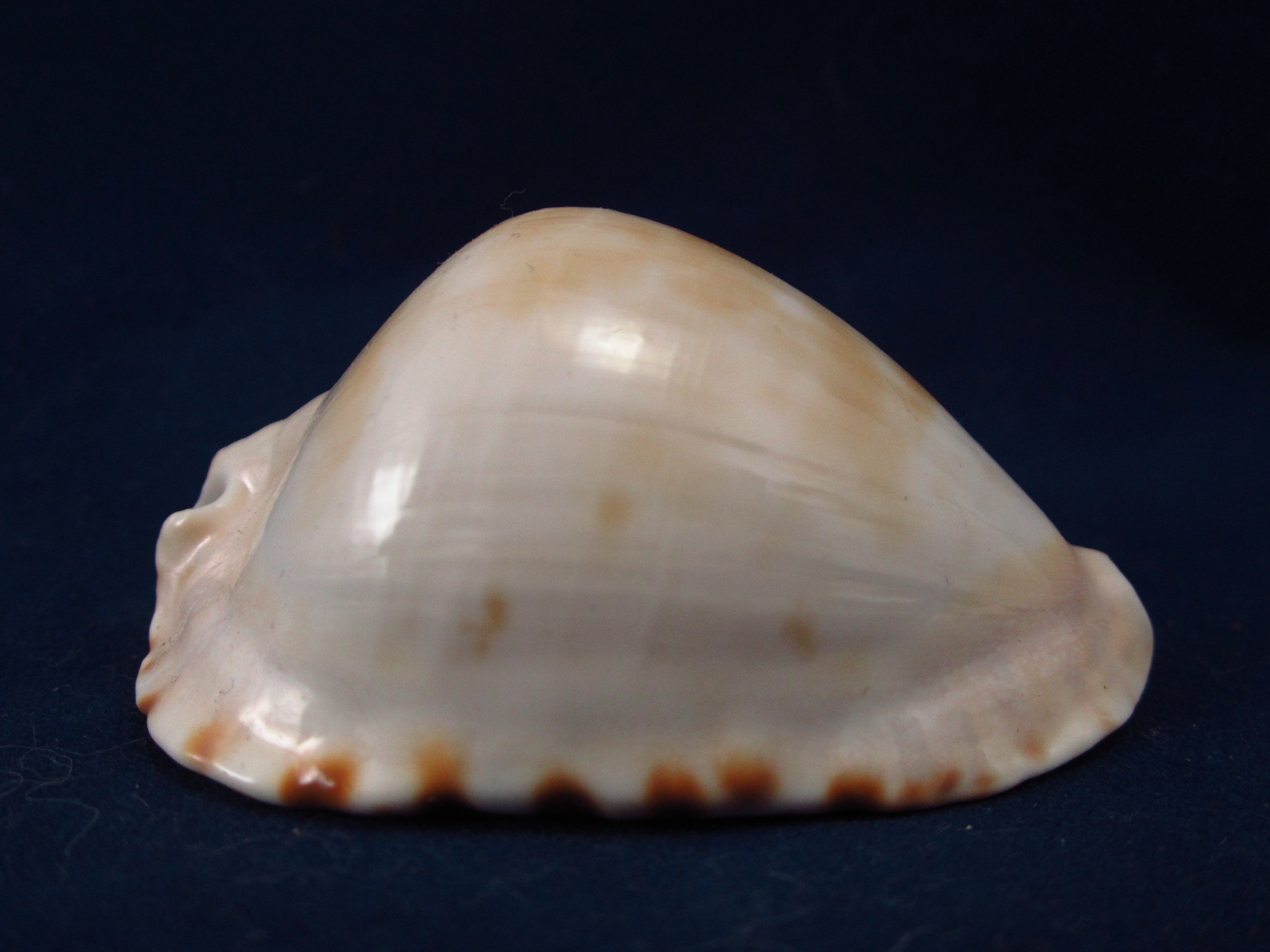 Артикул: CypZMA-03