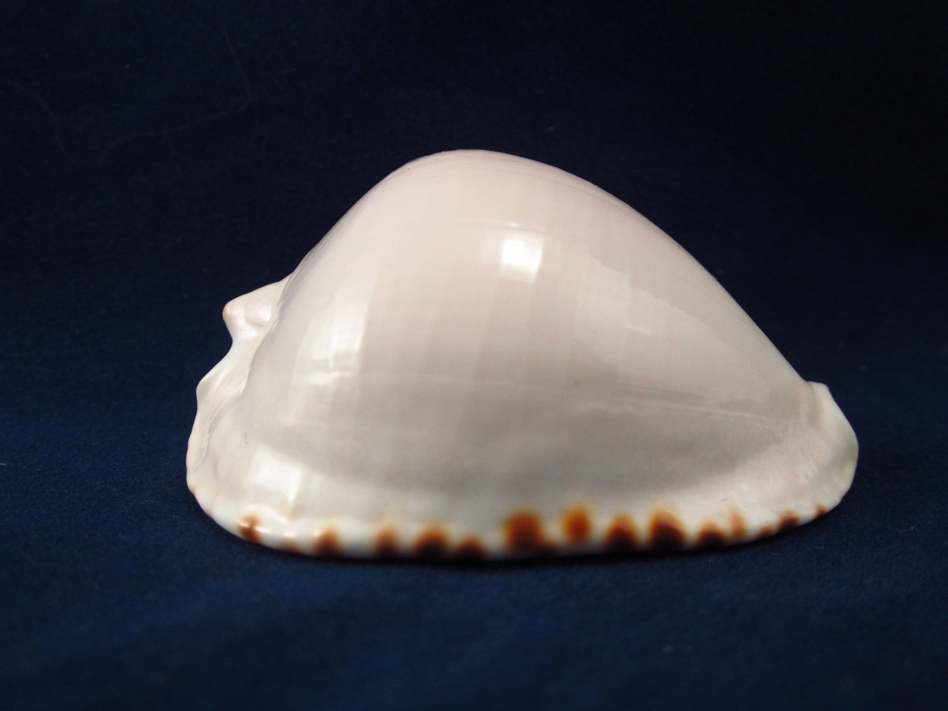 Артикул: CypZMA-05