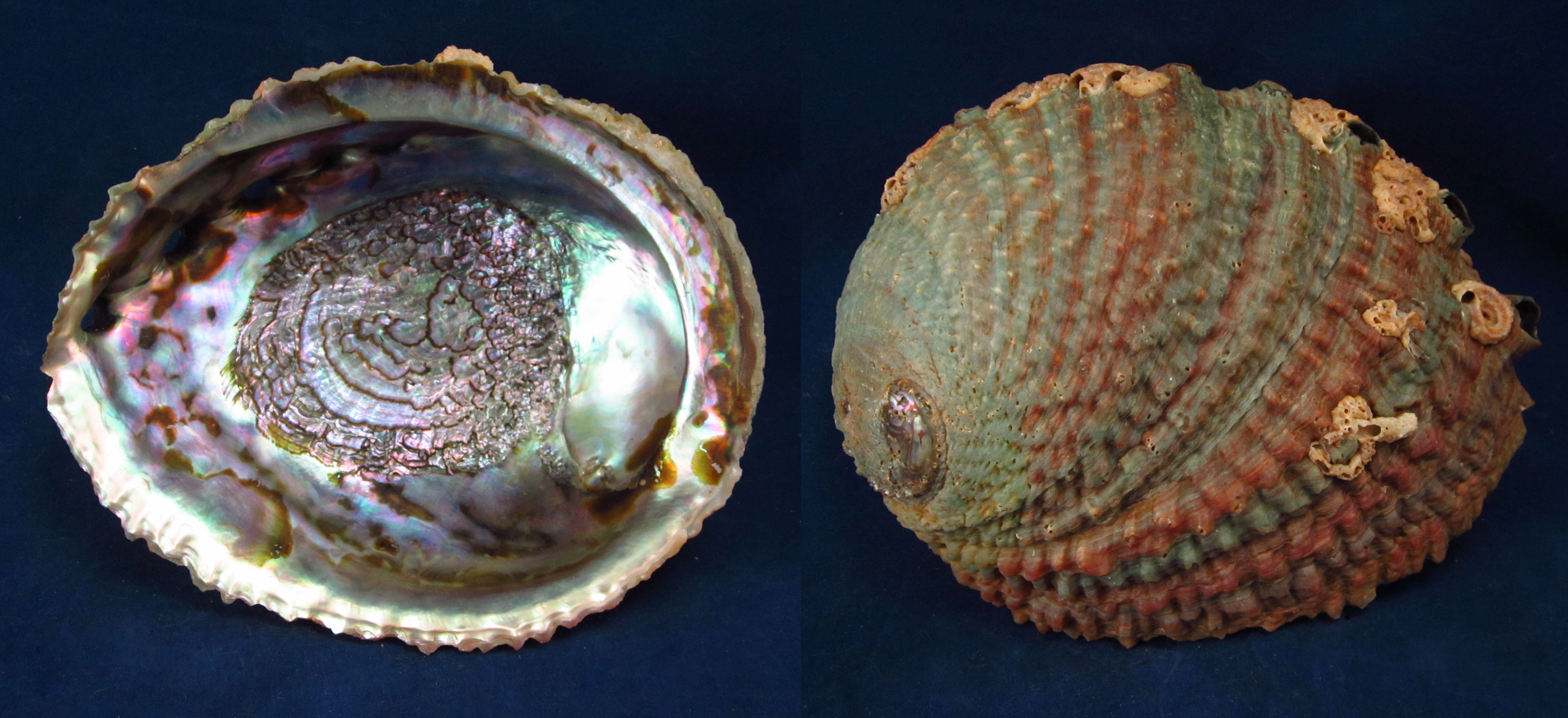 Артикул: HalCor-06