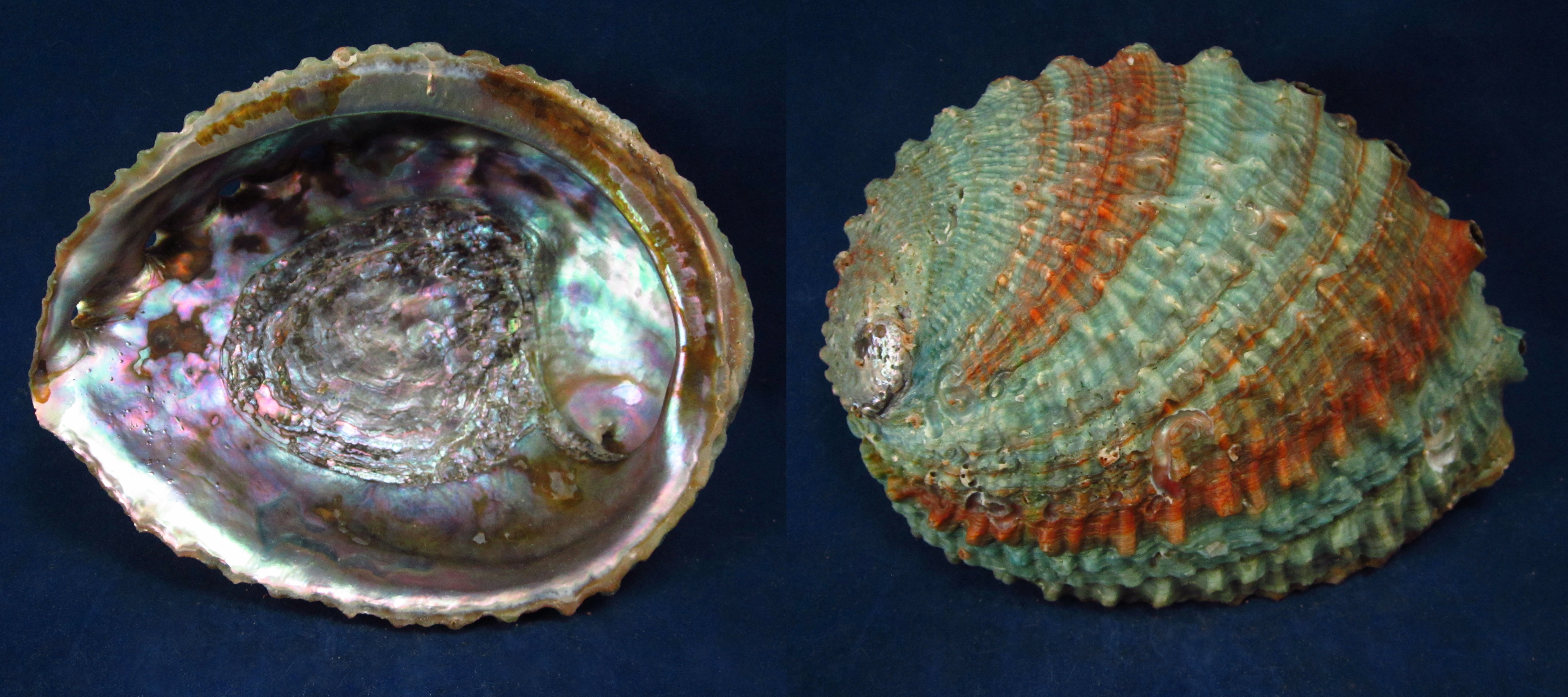 Артикул: HalCor-14