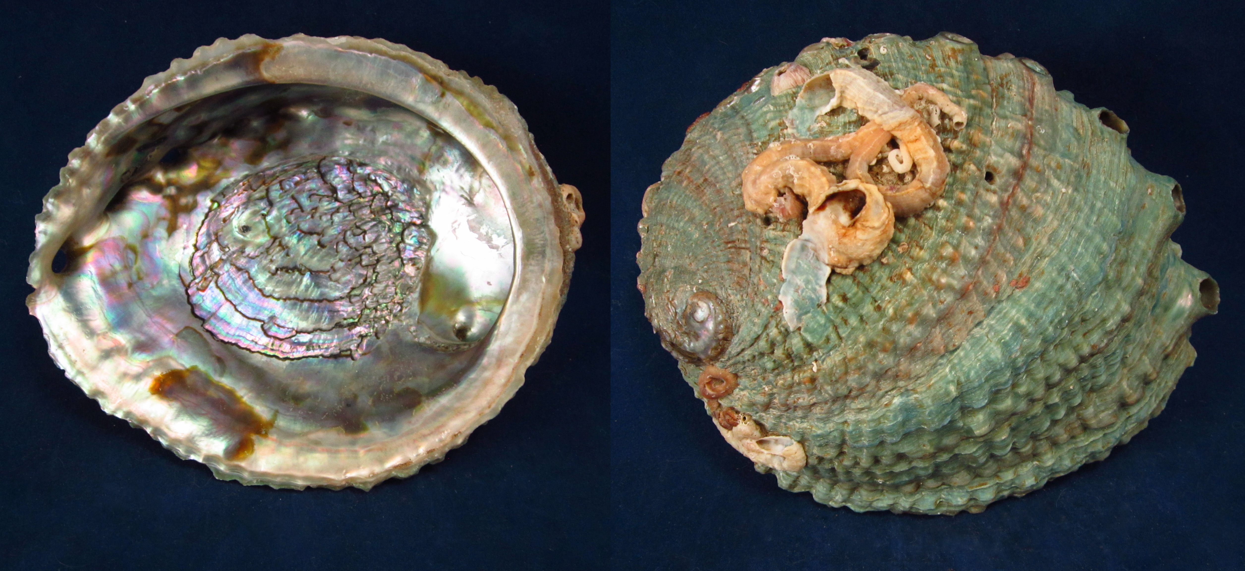 Артикул: HalCor-18