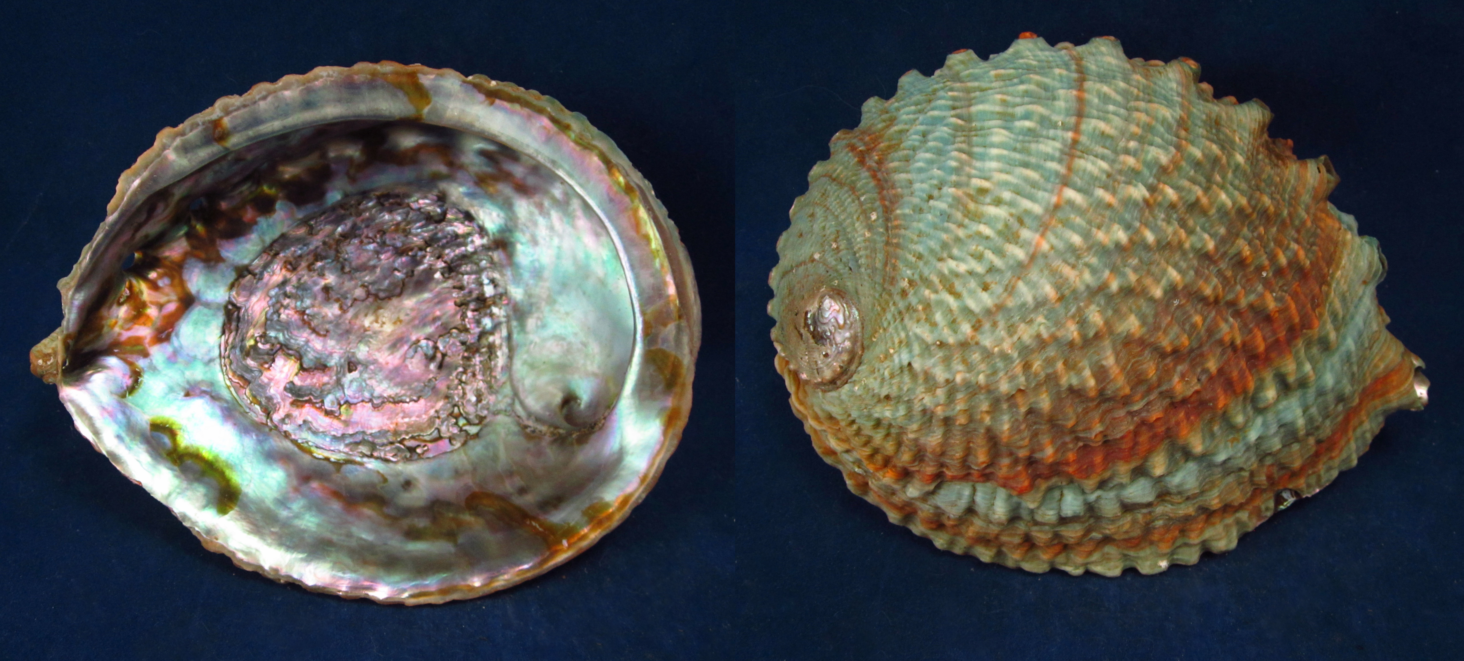 Артикул: HalCor-22