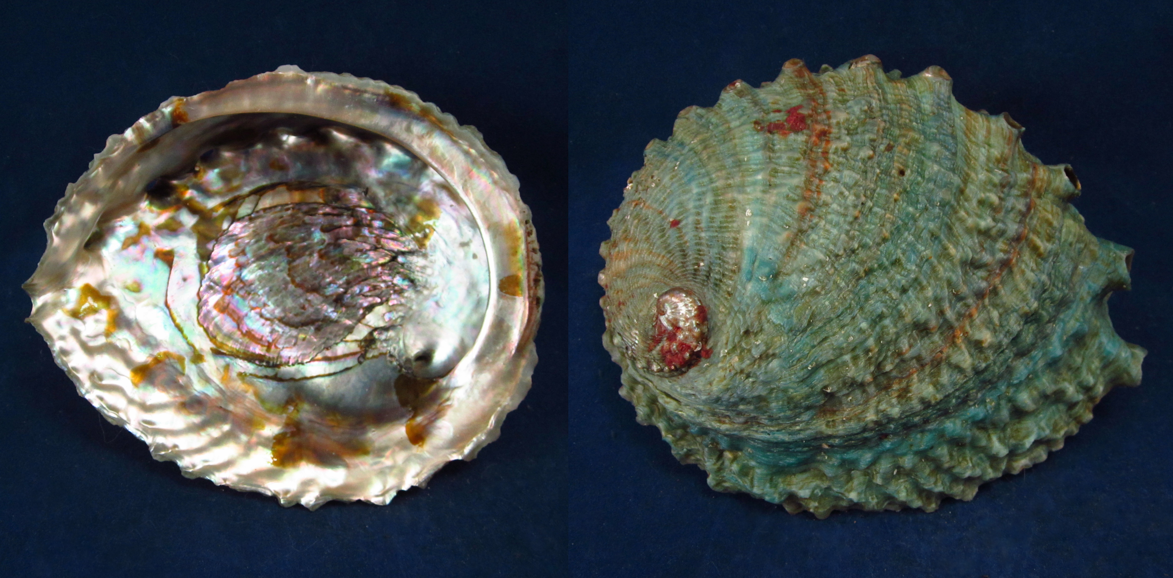 Артикул: HalCor-28