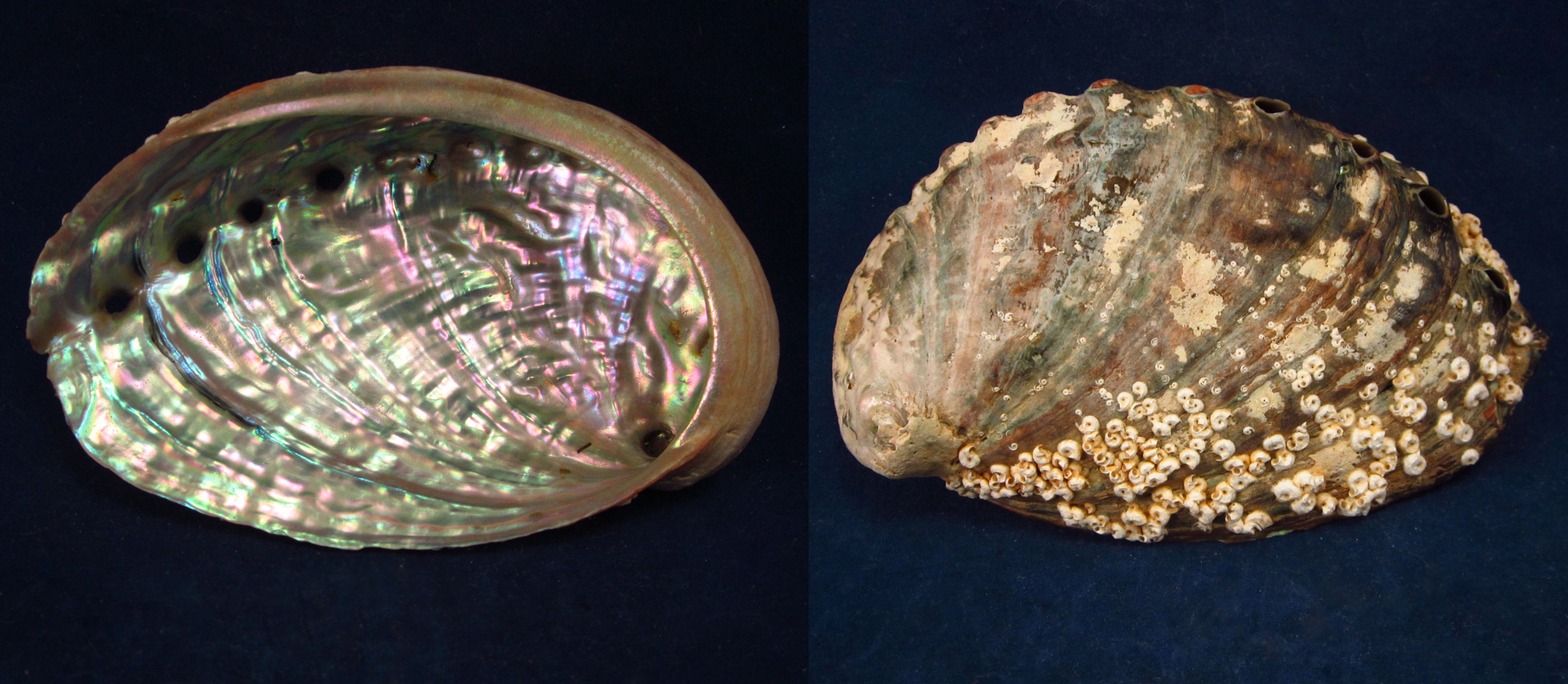 Артикул: HalDis-06