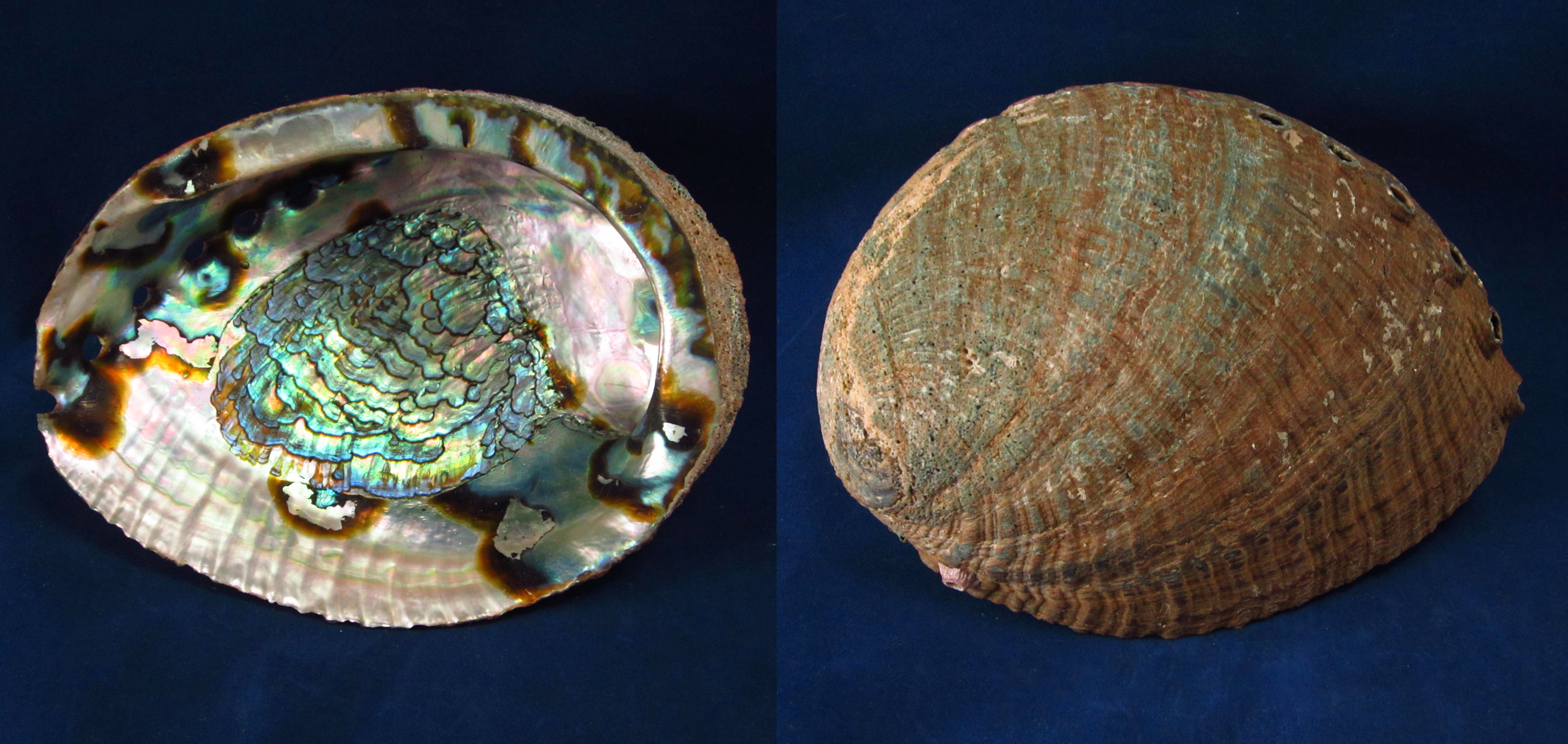 Артикул: HalFul-06