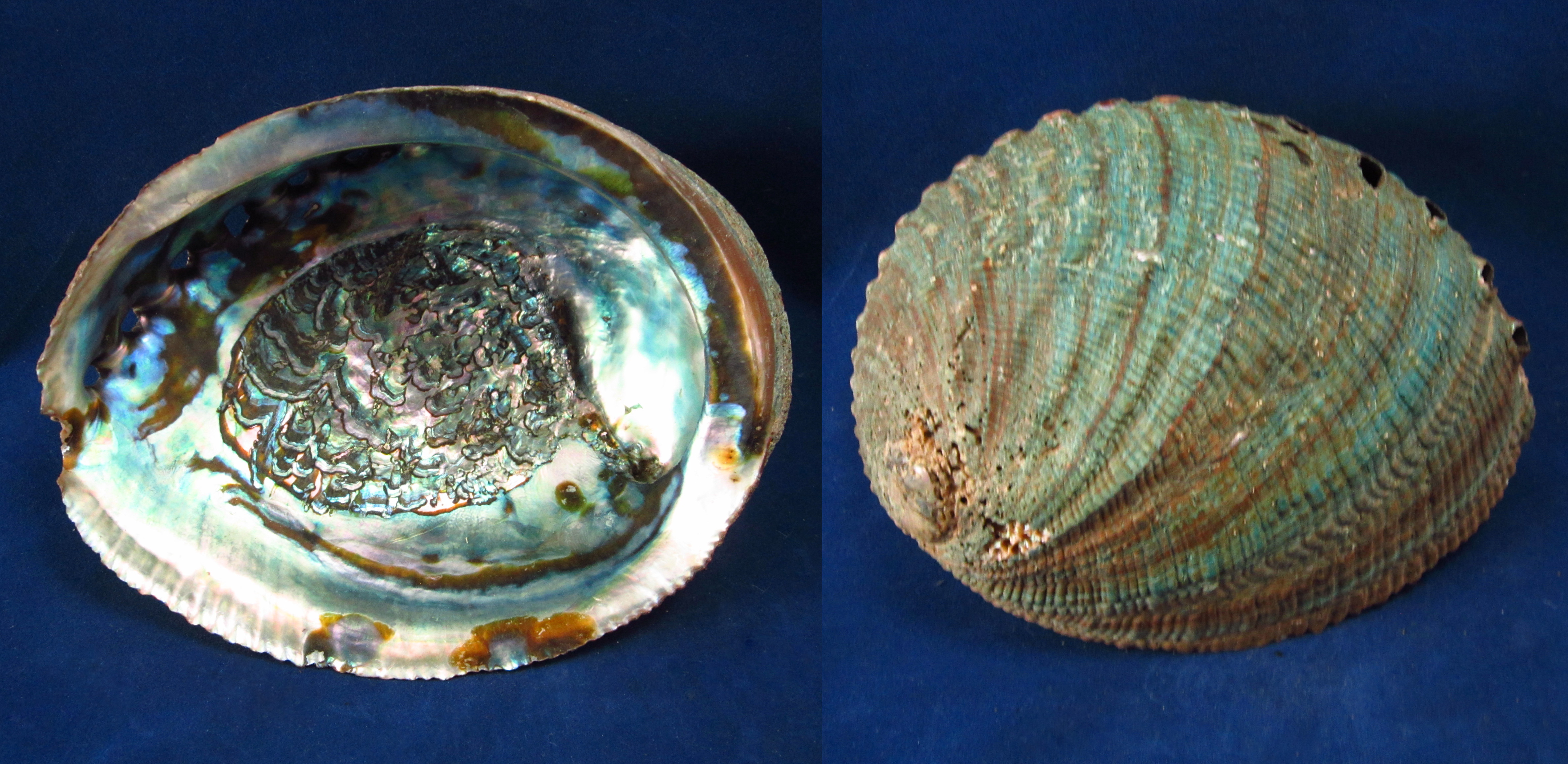 Артикул: HalFul-20