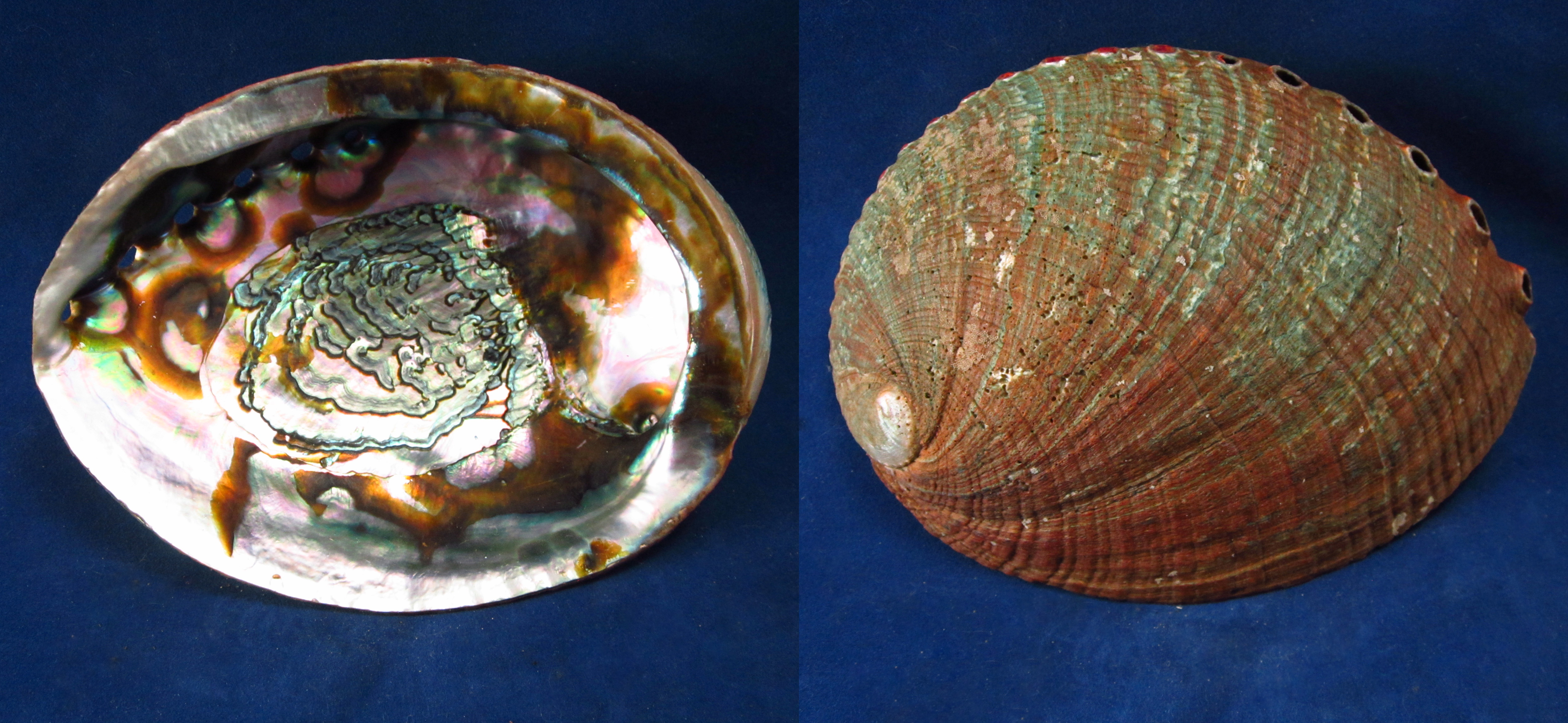 Артикул: HalFul-24