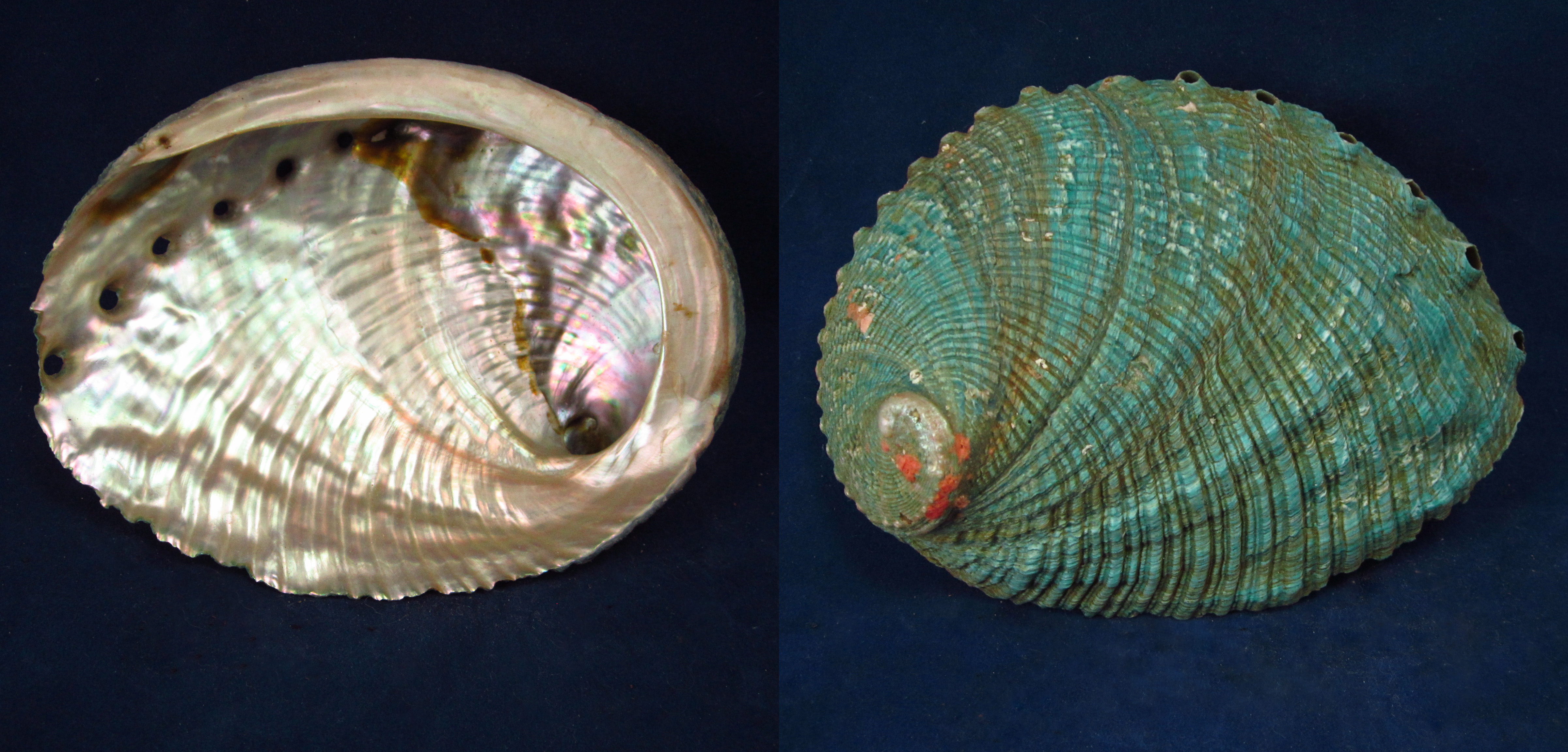 Артикул: HalFul-44