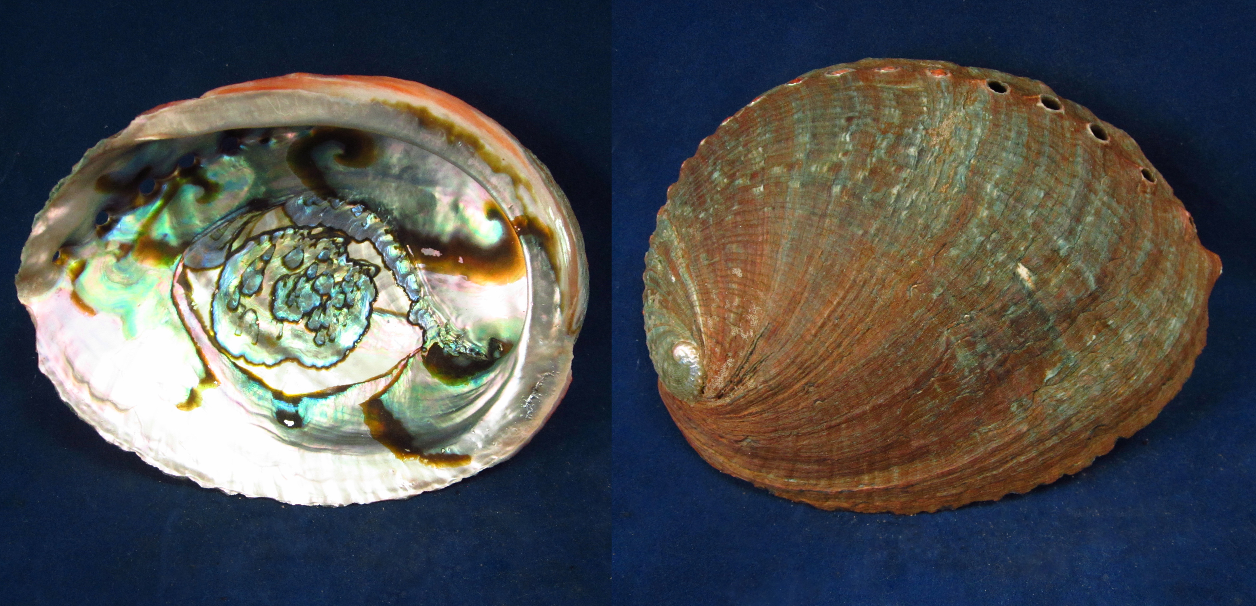 Артикул: HalFul-48