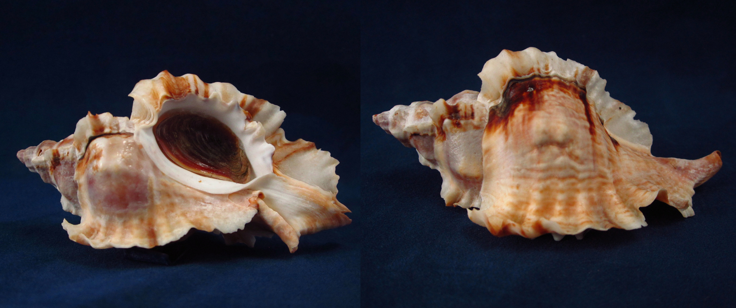 Артикул: MurCeBu-06