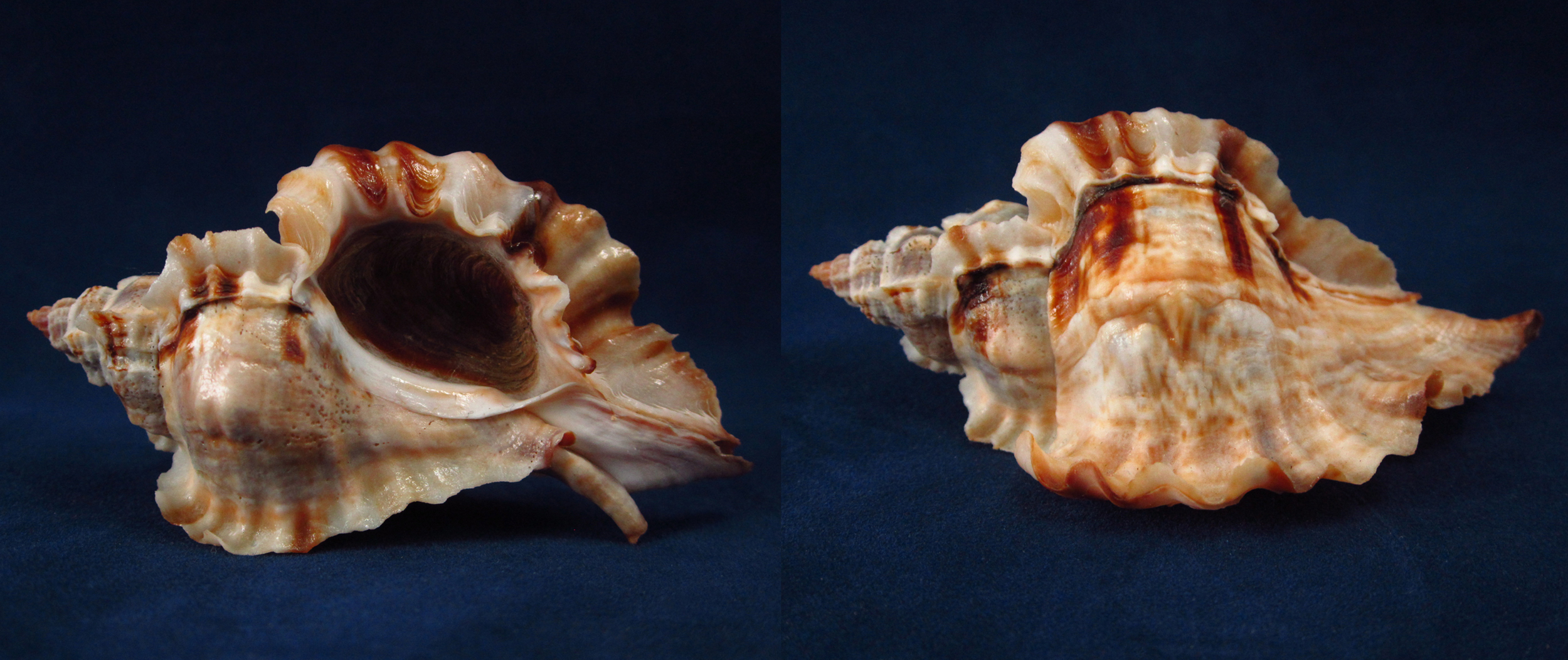 Артикул: MurCeBu-10