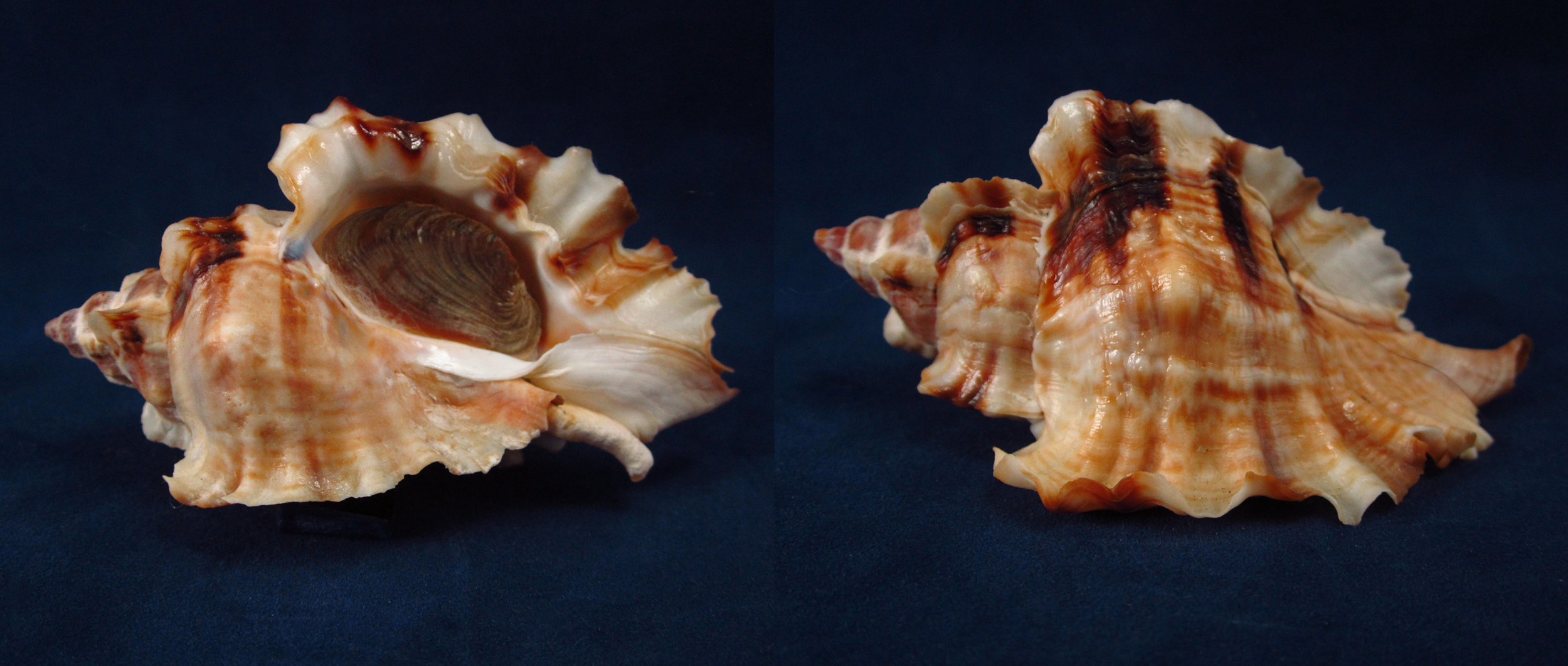 Артикул: MurCeBu-13