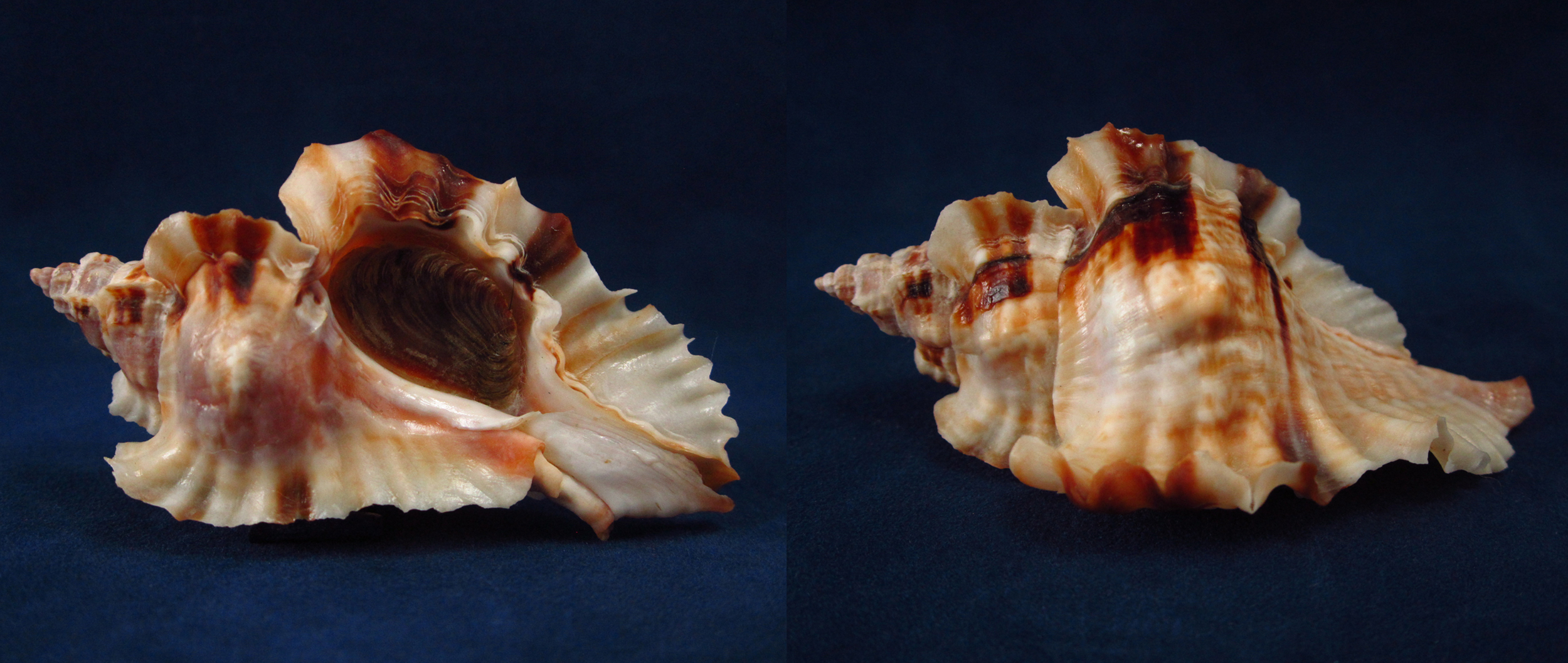 Артикул: MurCeBu-26