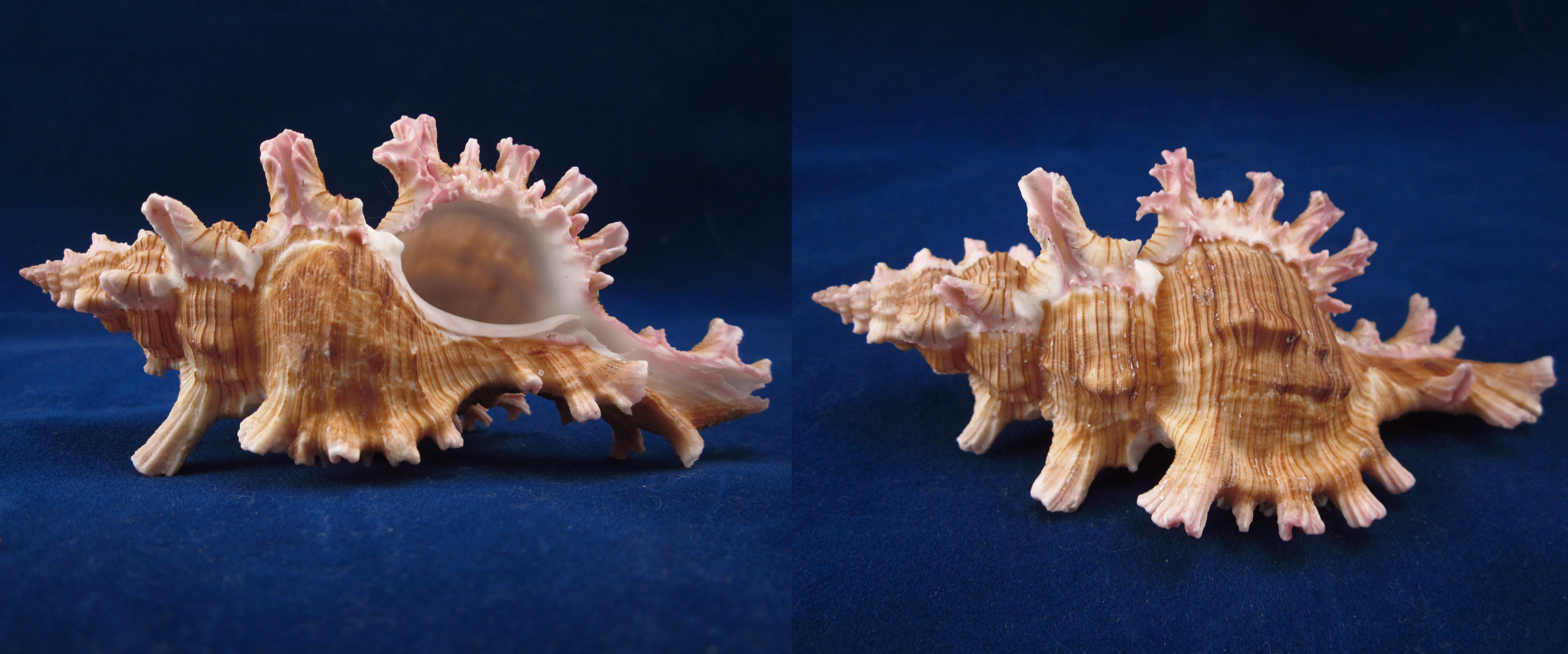 Артикул: MurCiSa-04