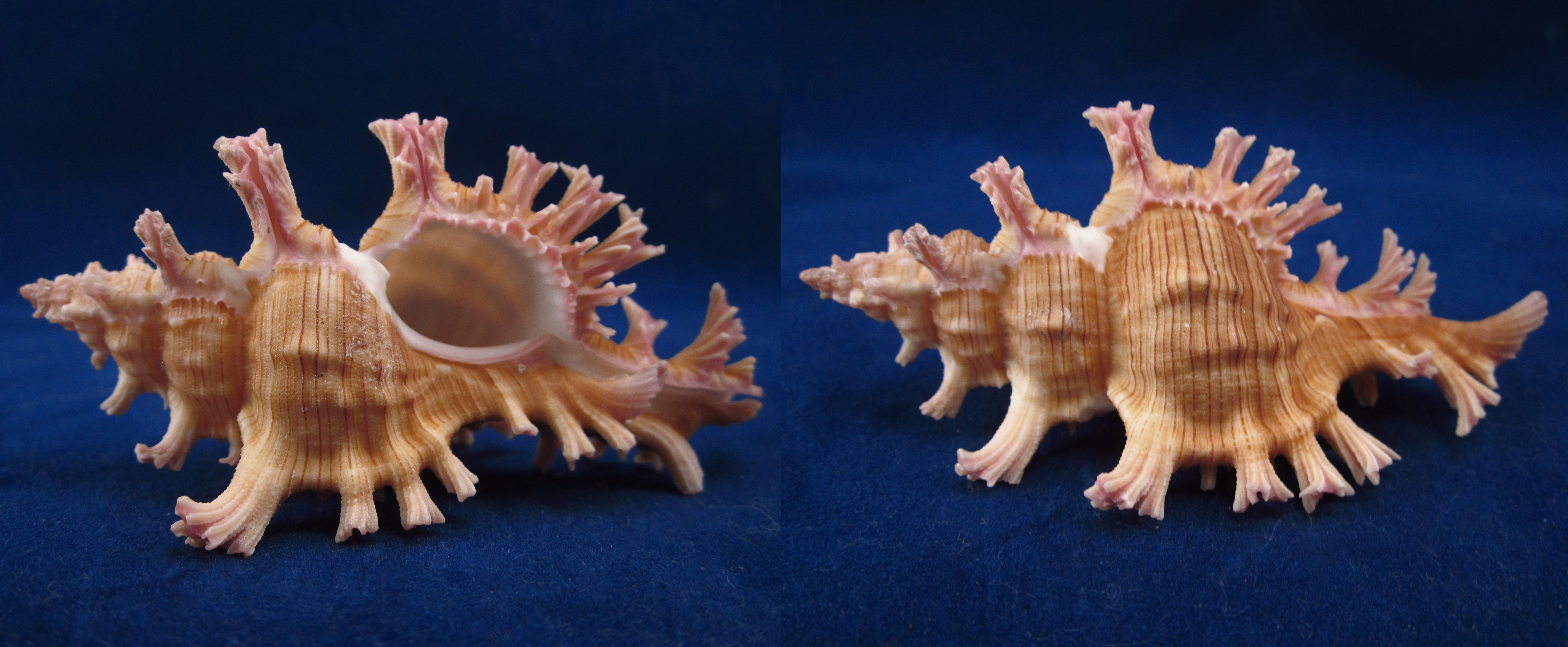 Артикул: MurCiSa-16