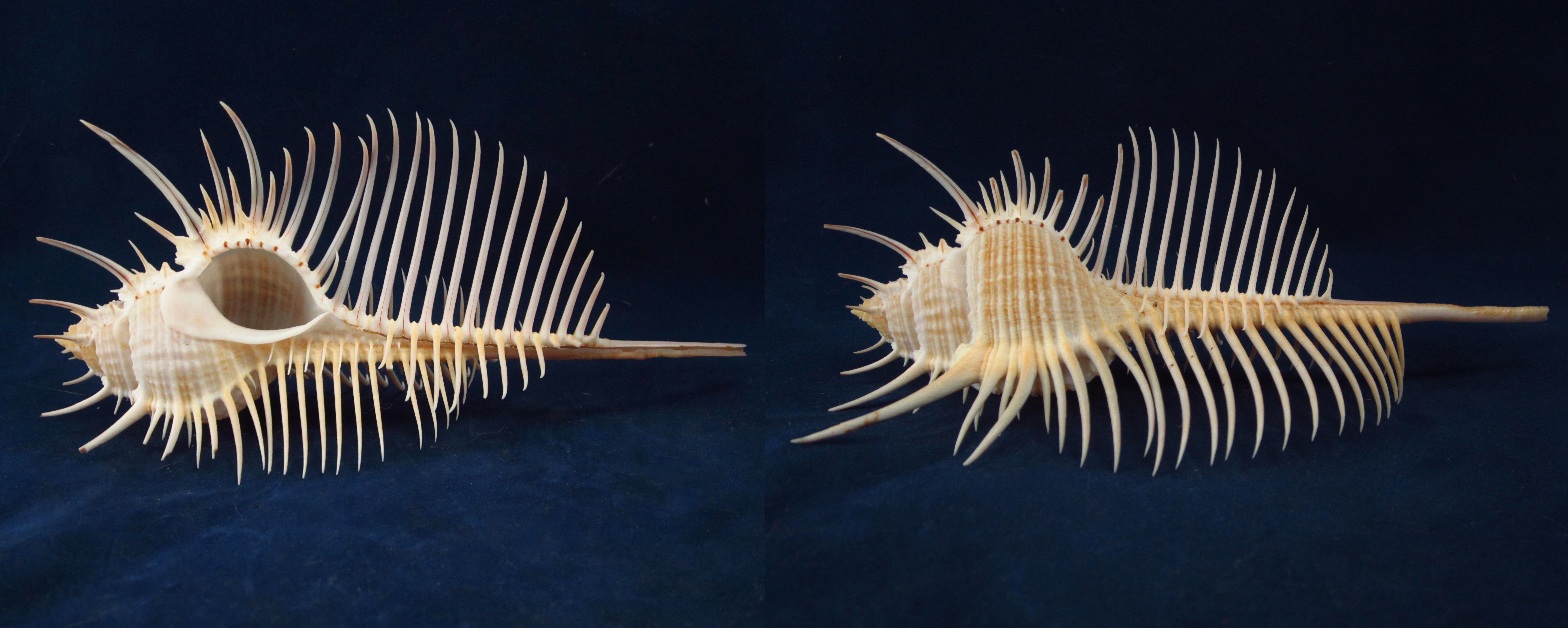 Артикул: MurMuPe-03