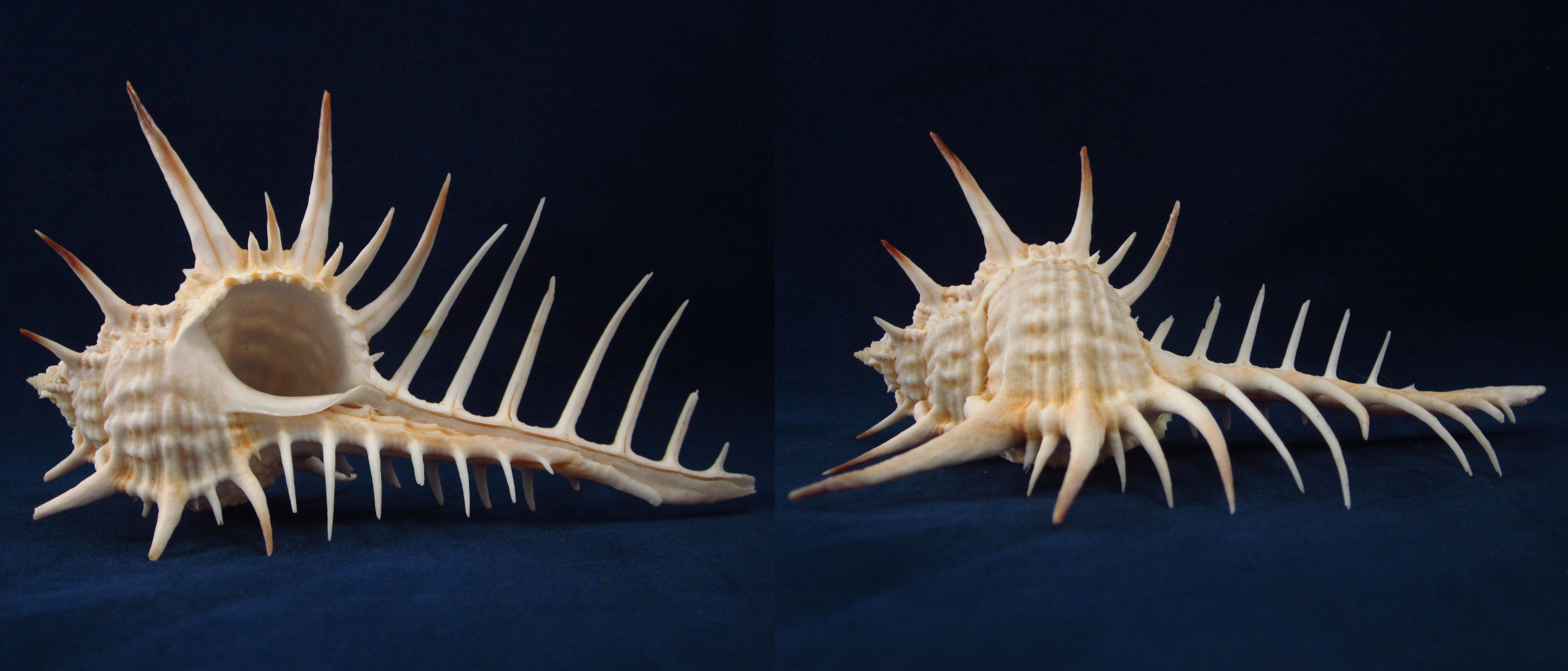 Артикул: MurMuNi-03