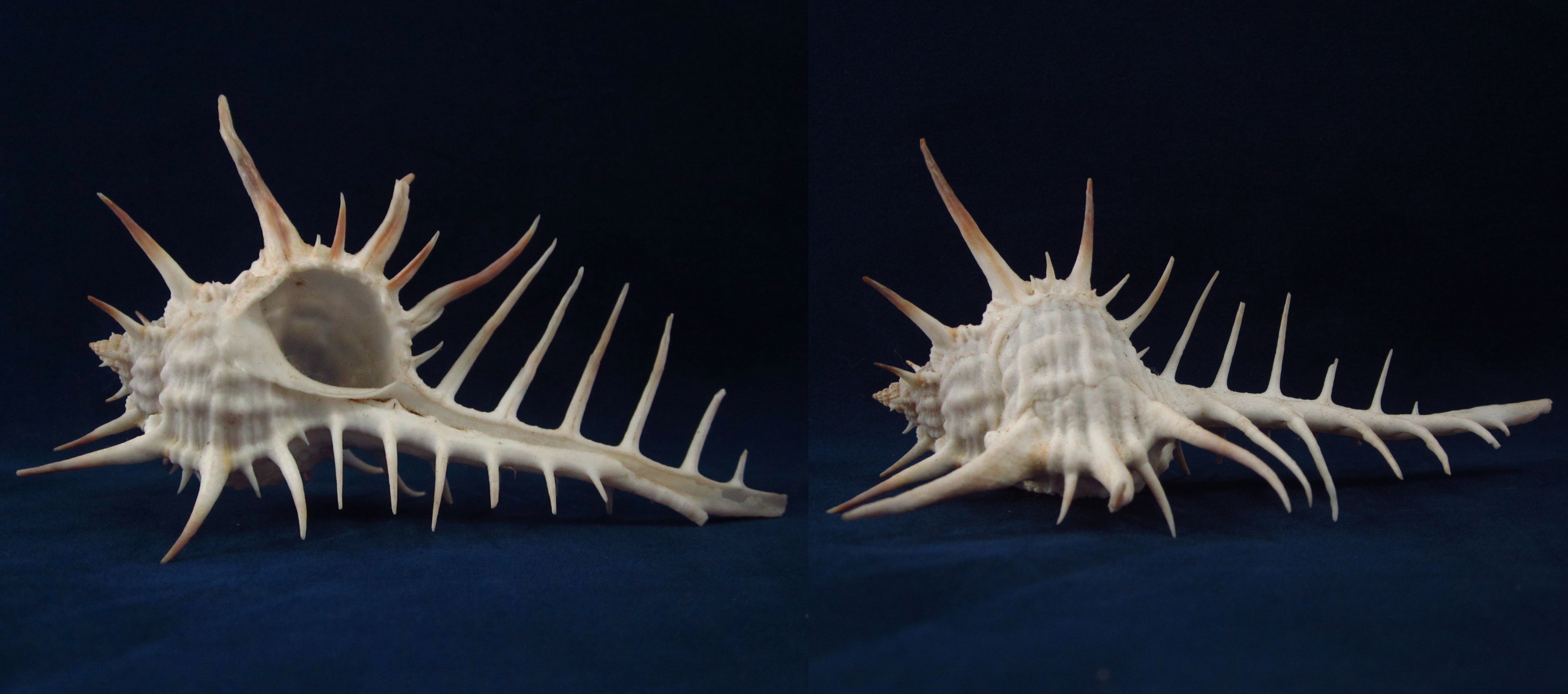 Артикул: MurMuNi-05